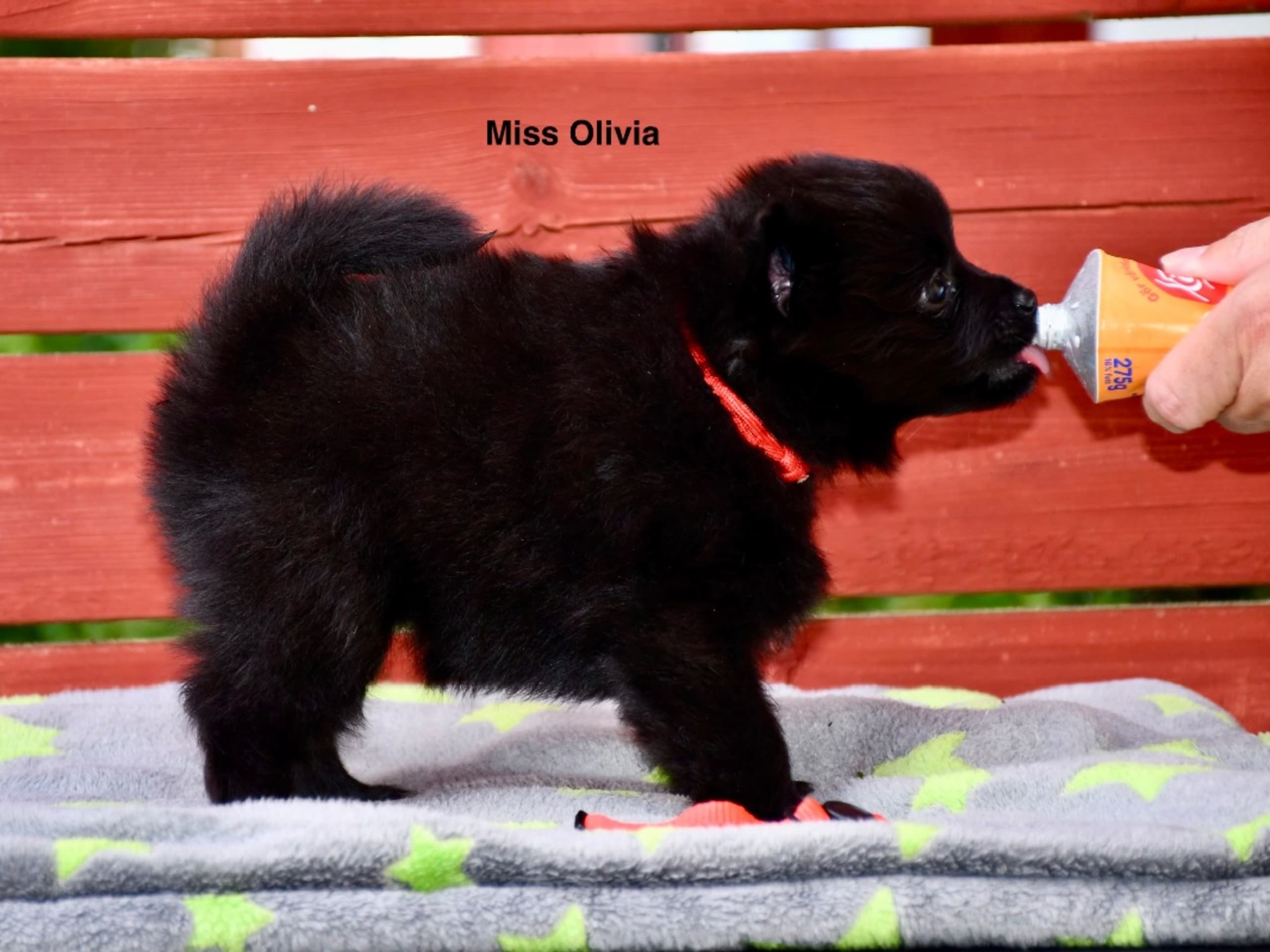 German Spitz – Mittelspitz · Klippan · Mittelstars