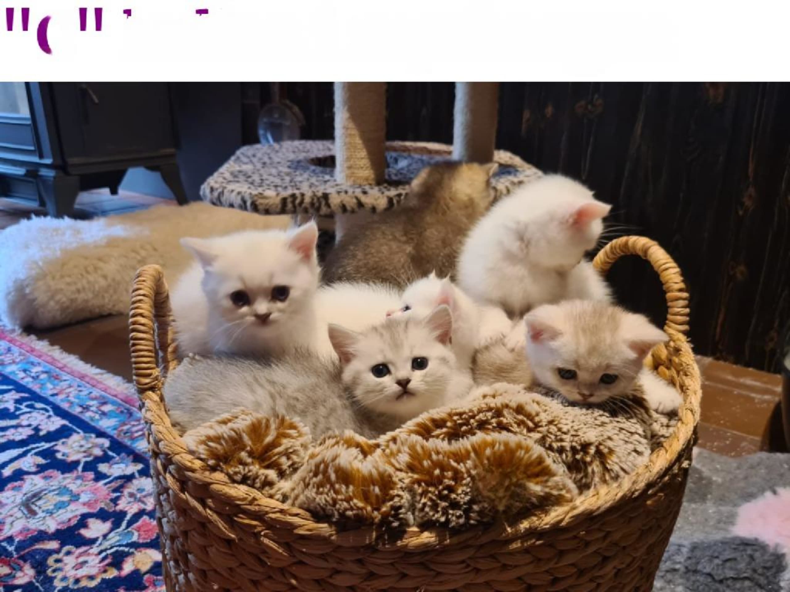 British Shorthair · Löddeköpinge · SE*SnowflakeVelvet's