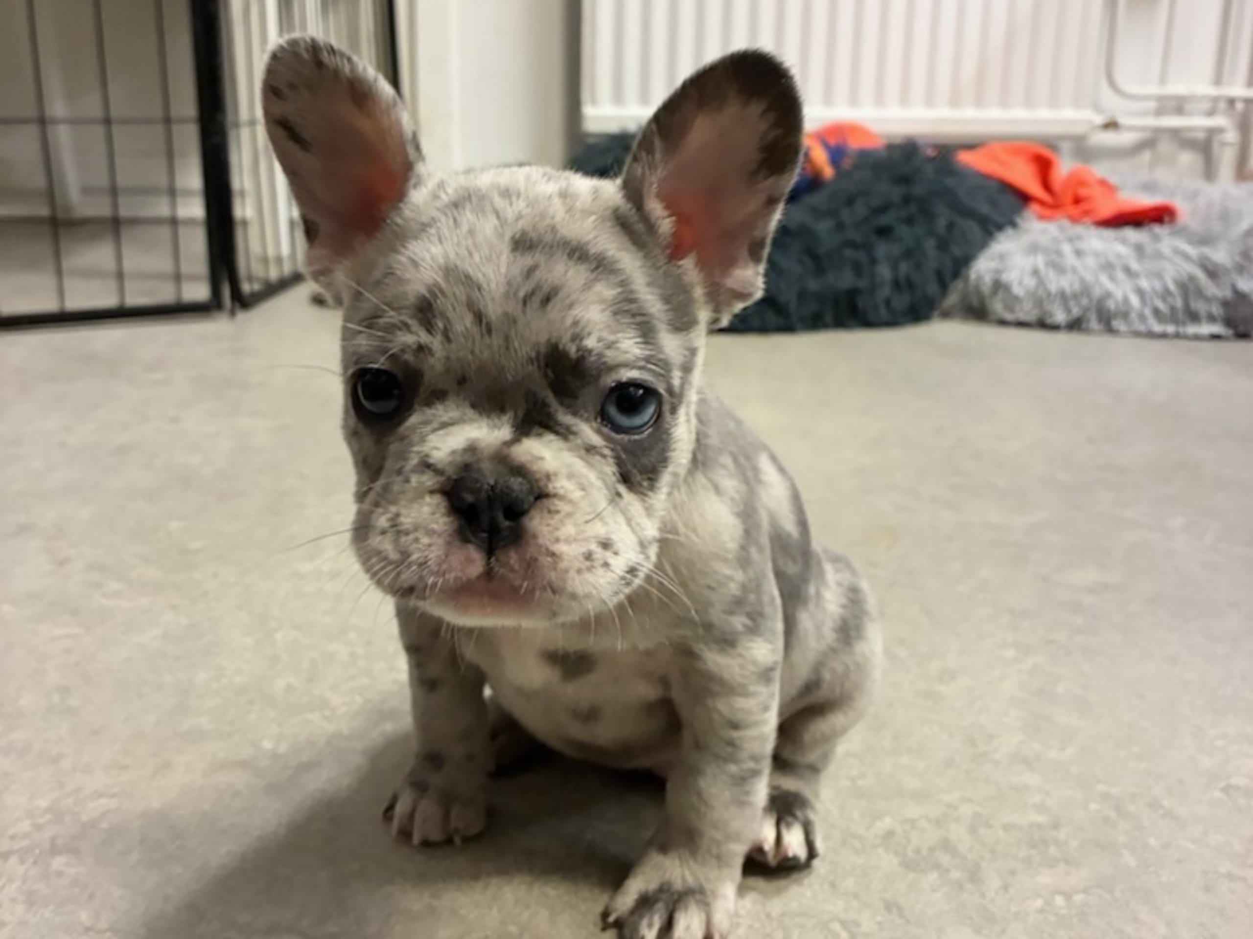Fransk bulldog