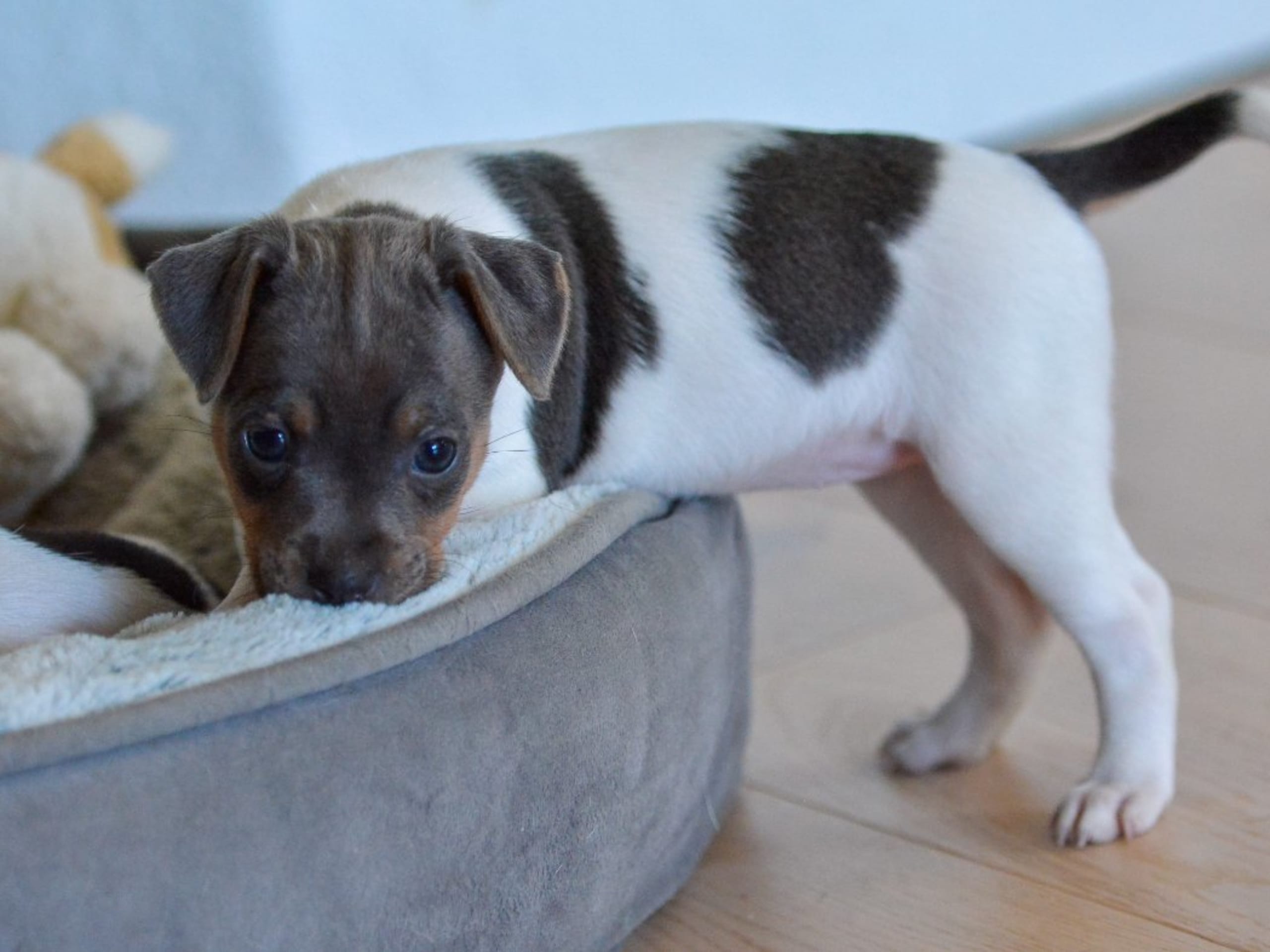 Terrier brasileiro · Åkersberga · Itanema