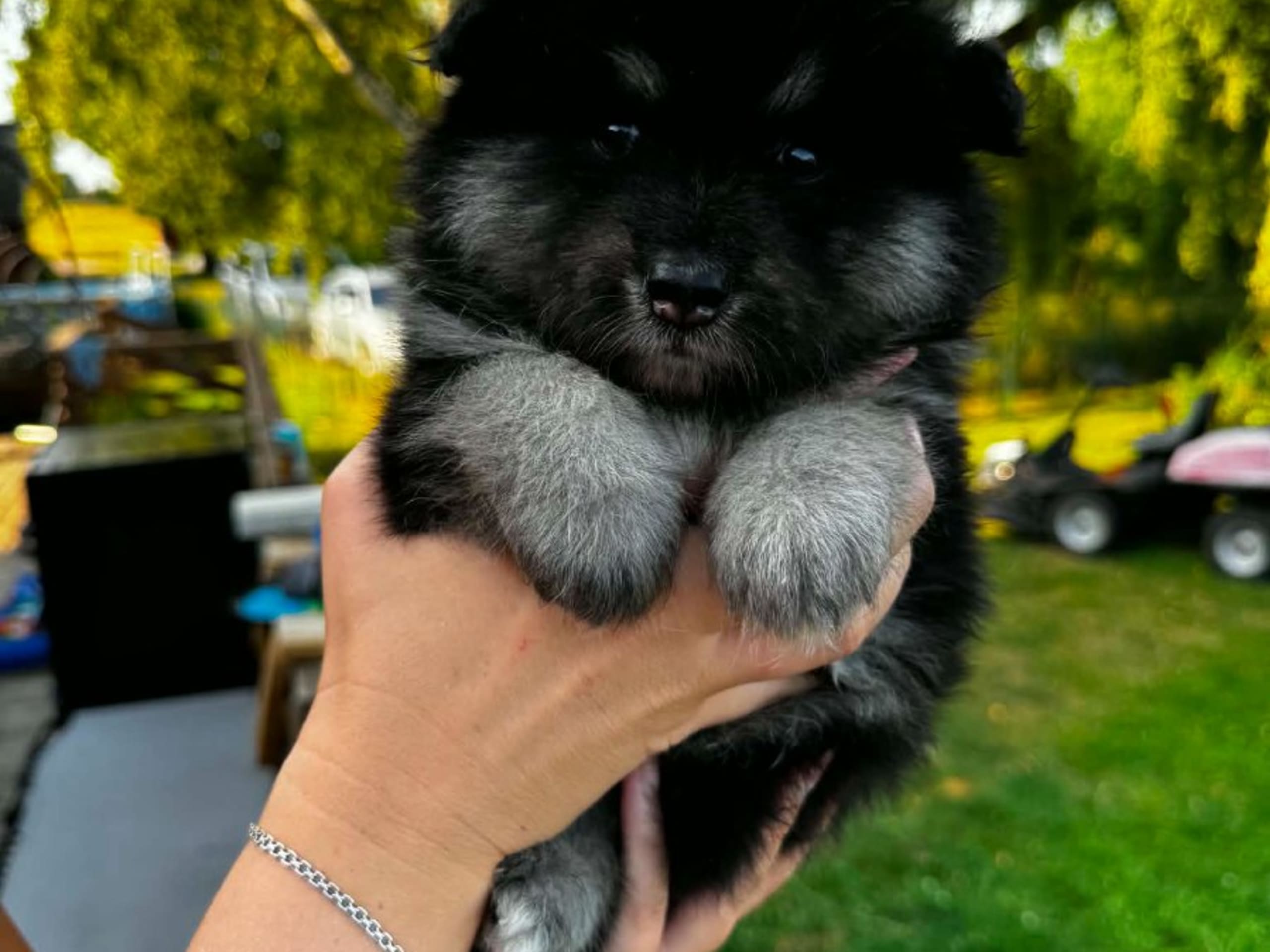 Finsk lapphund · Mjölby · World's Wildest