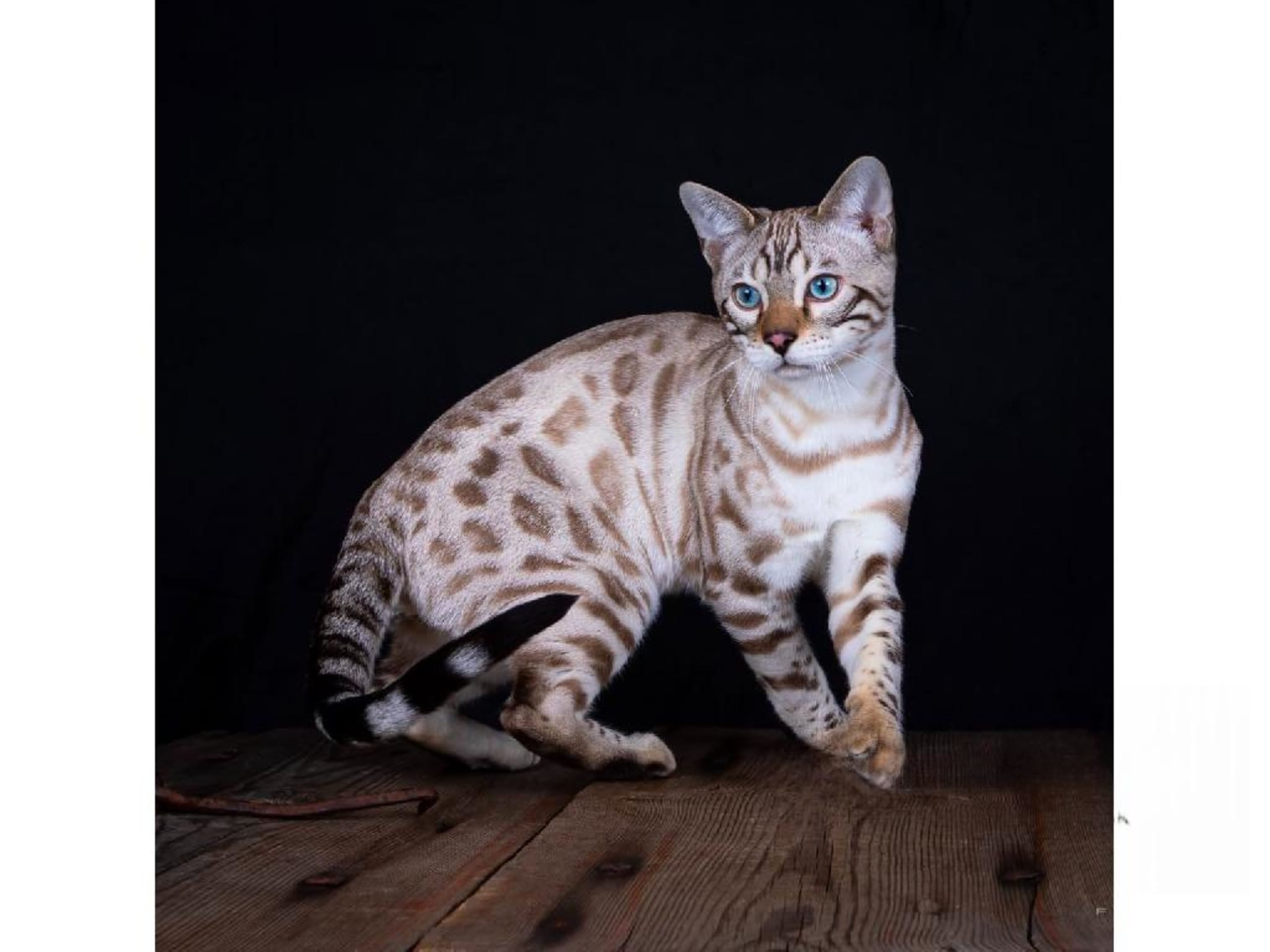 Bengal · Onsala · SE*Artisan