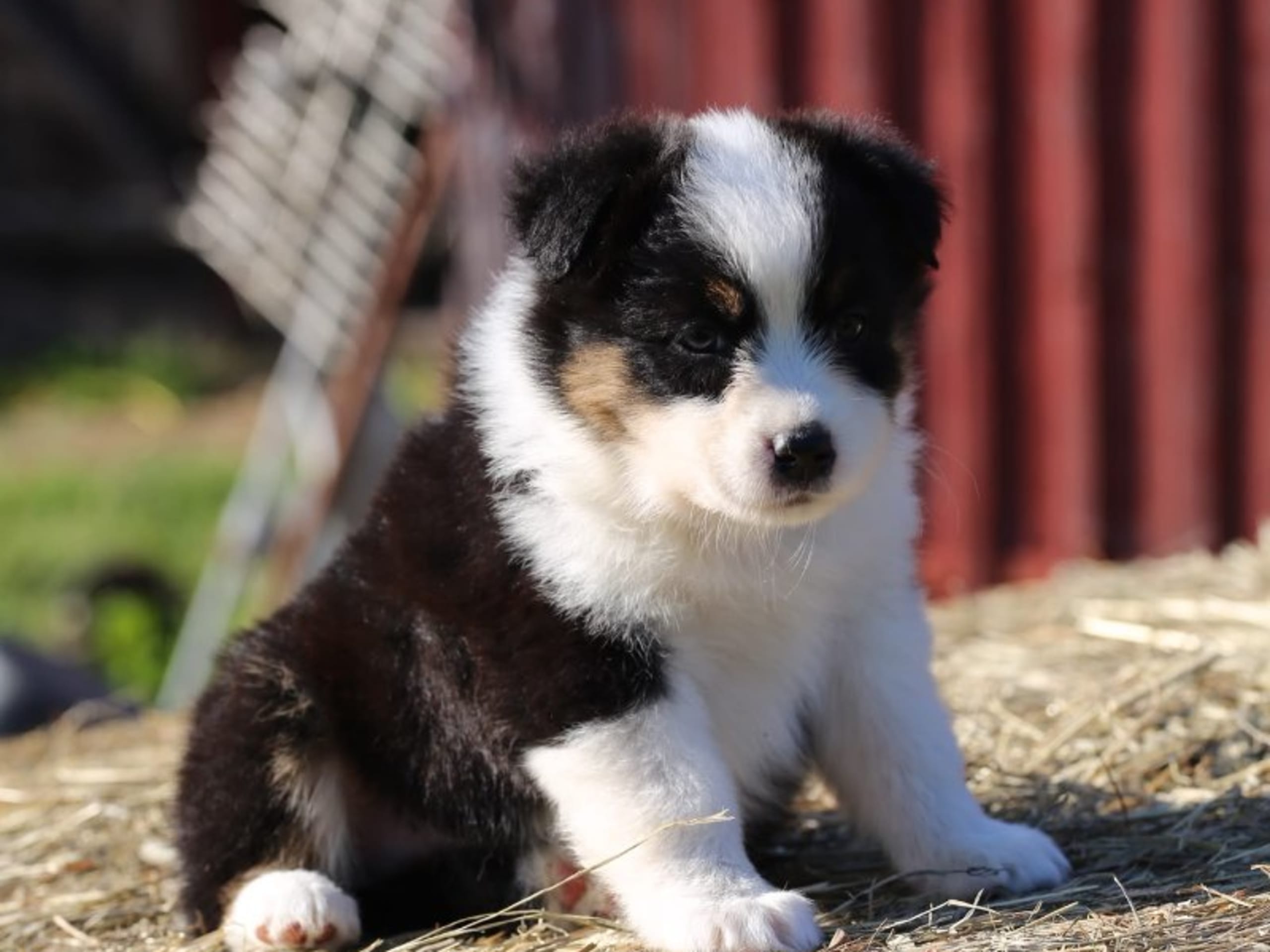 Australian Shepherd · Ullared · Dragonora