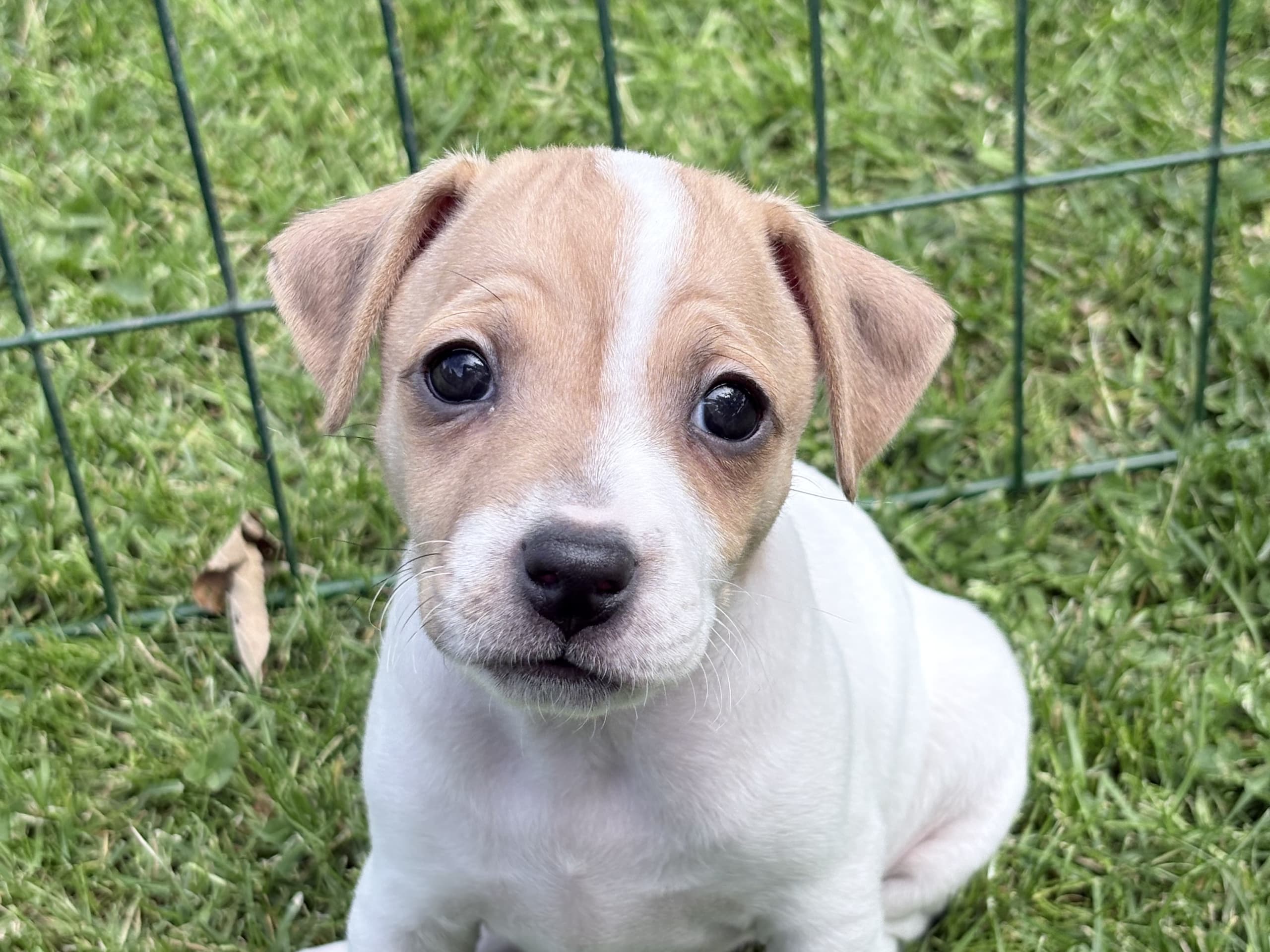 Dansk-svensk gårdhund