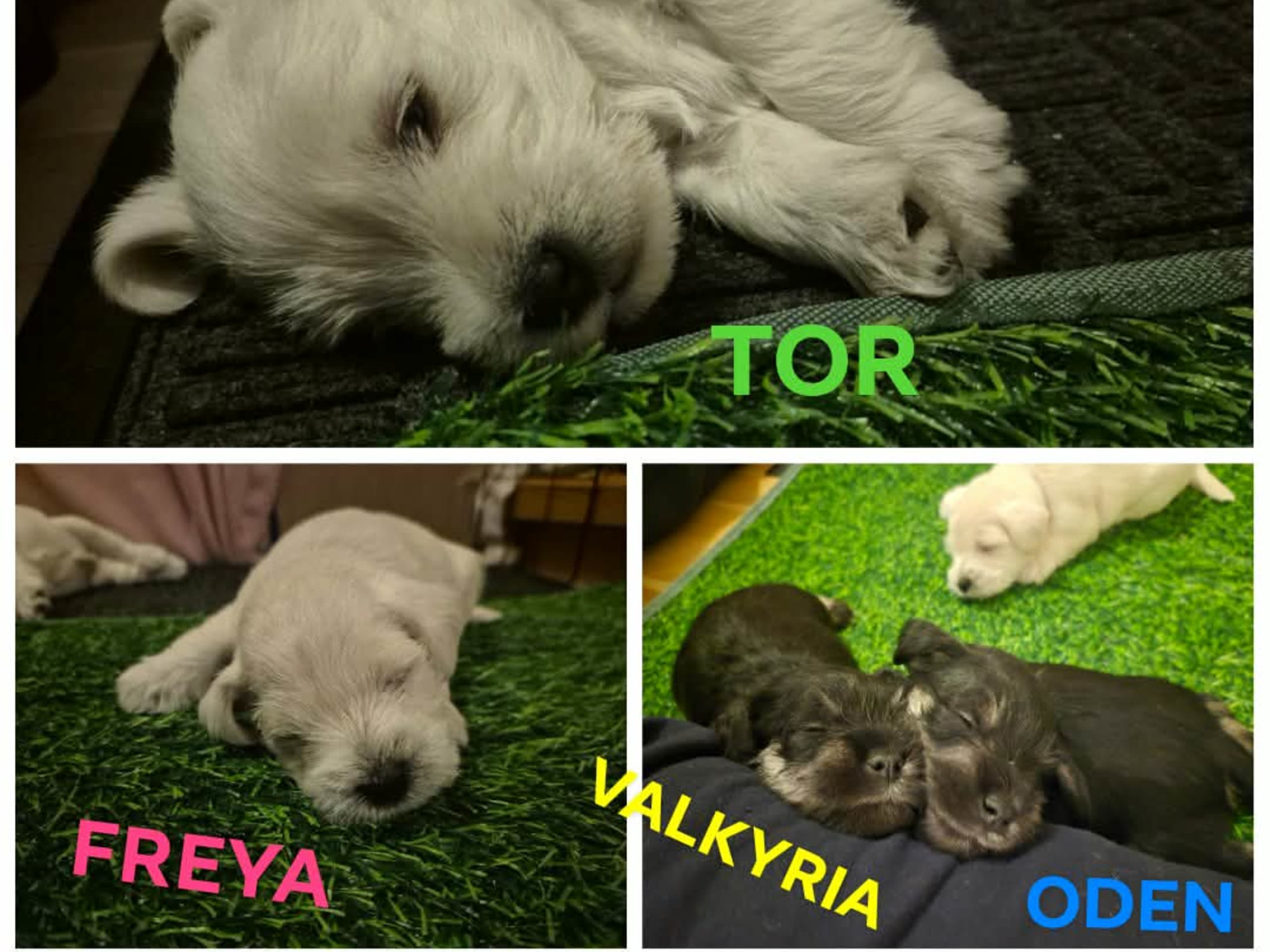Dværgschnauzer