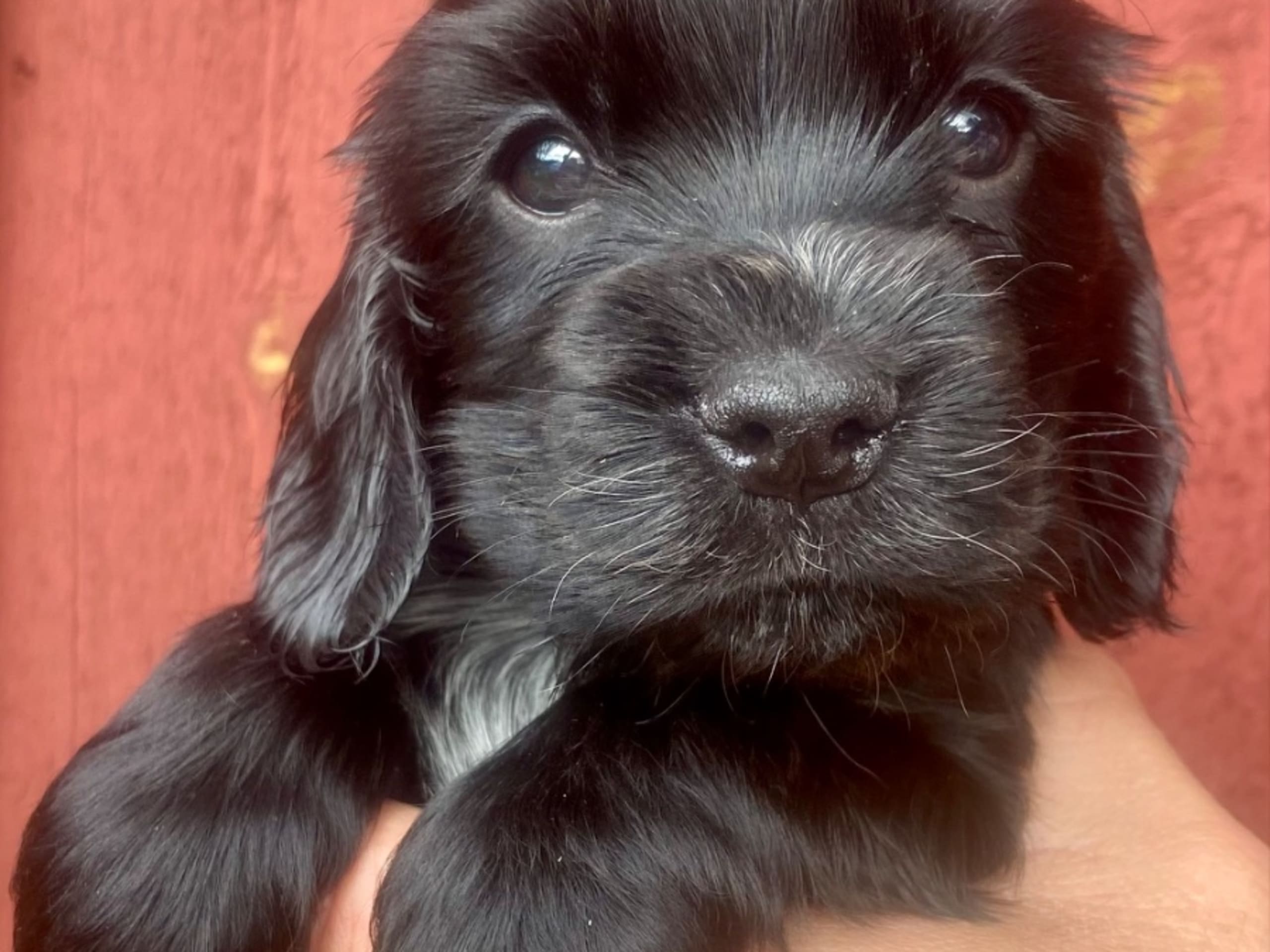 Cocker spaniel