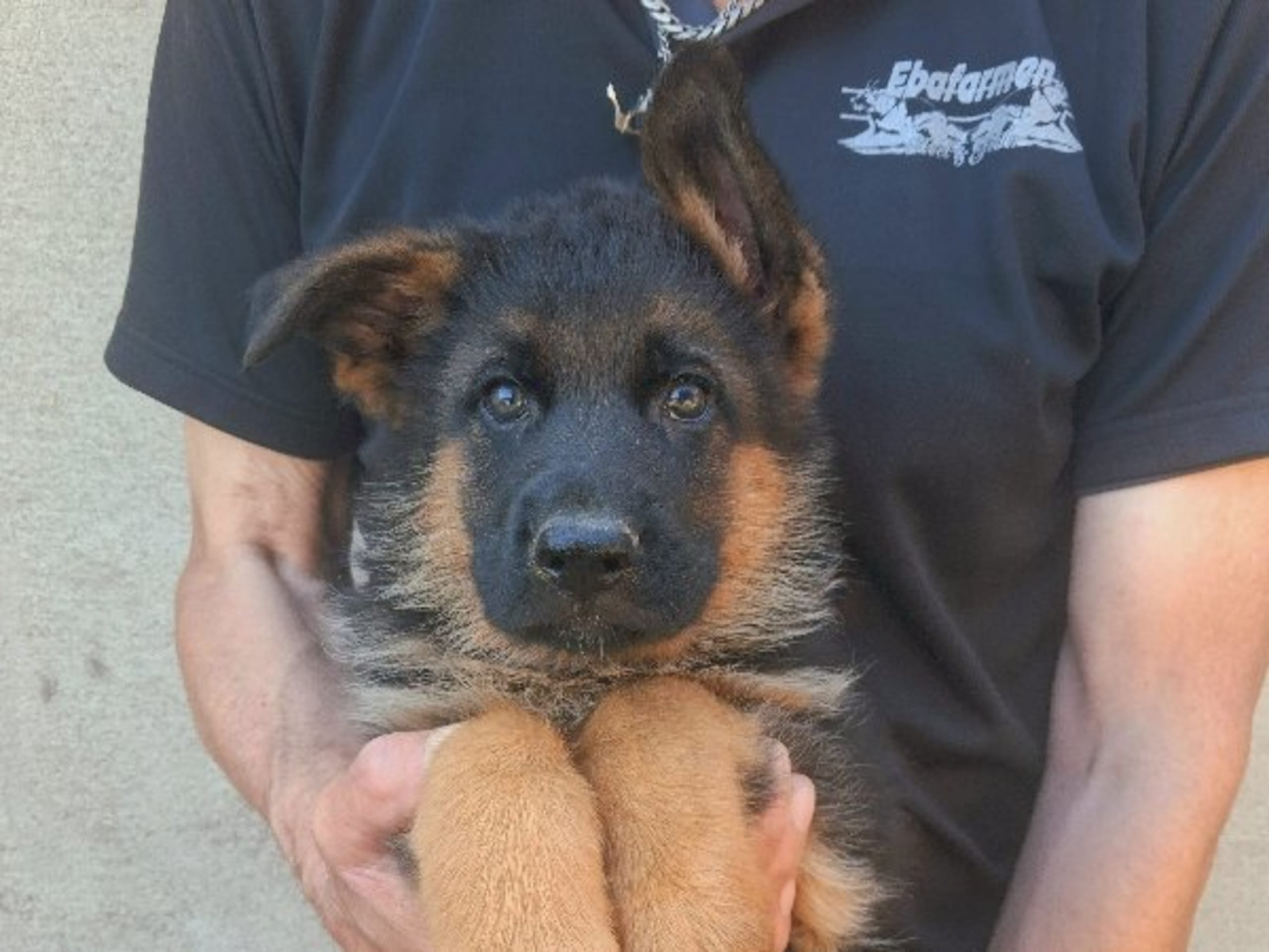 Tysk Schäferhund · Sölvesborg · Ebafarmens