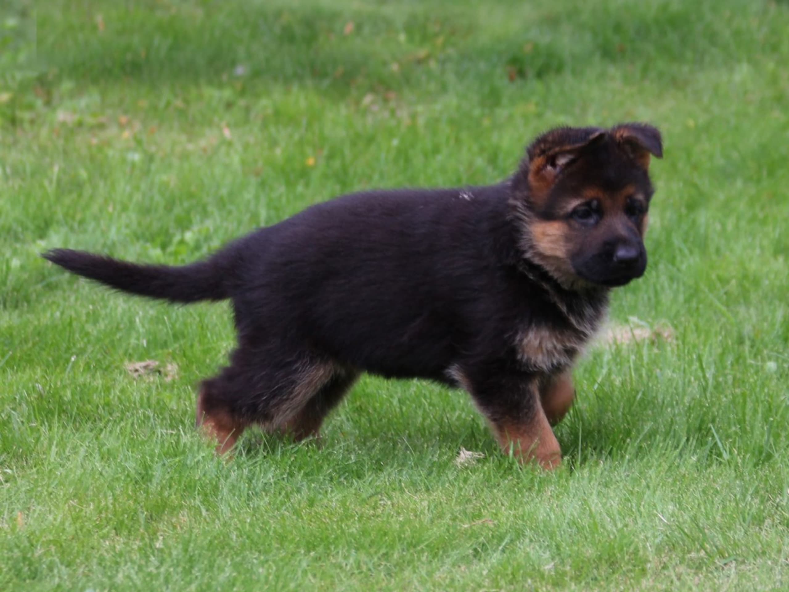 Schæferhund · Töreboda · Crestline's