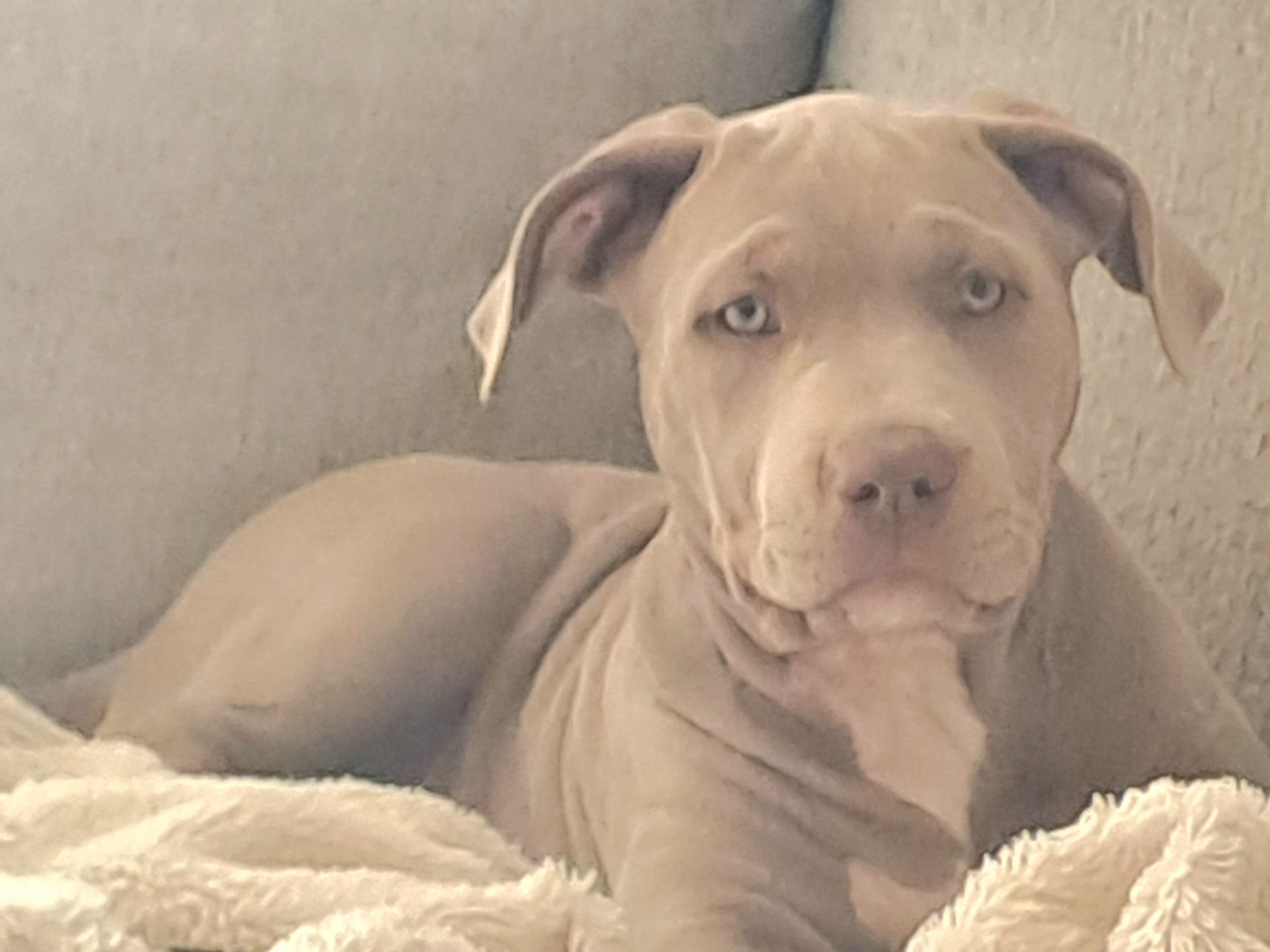 American bully · Torshälla · Privatperson