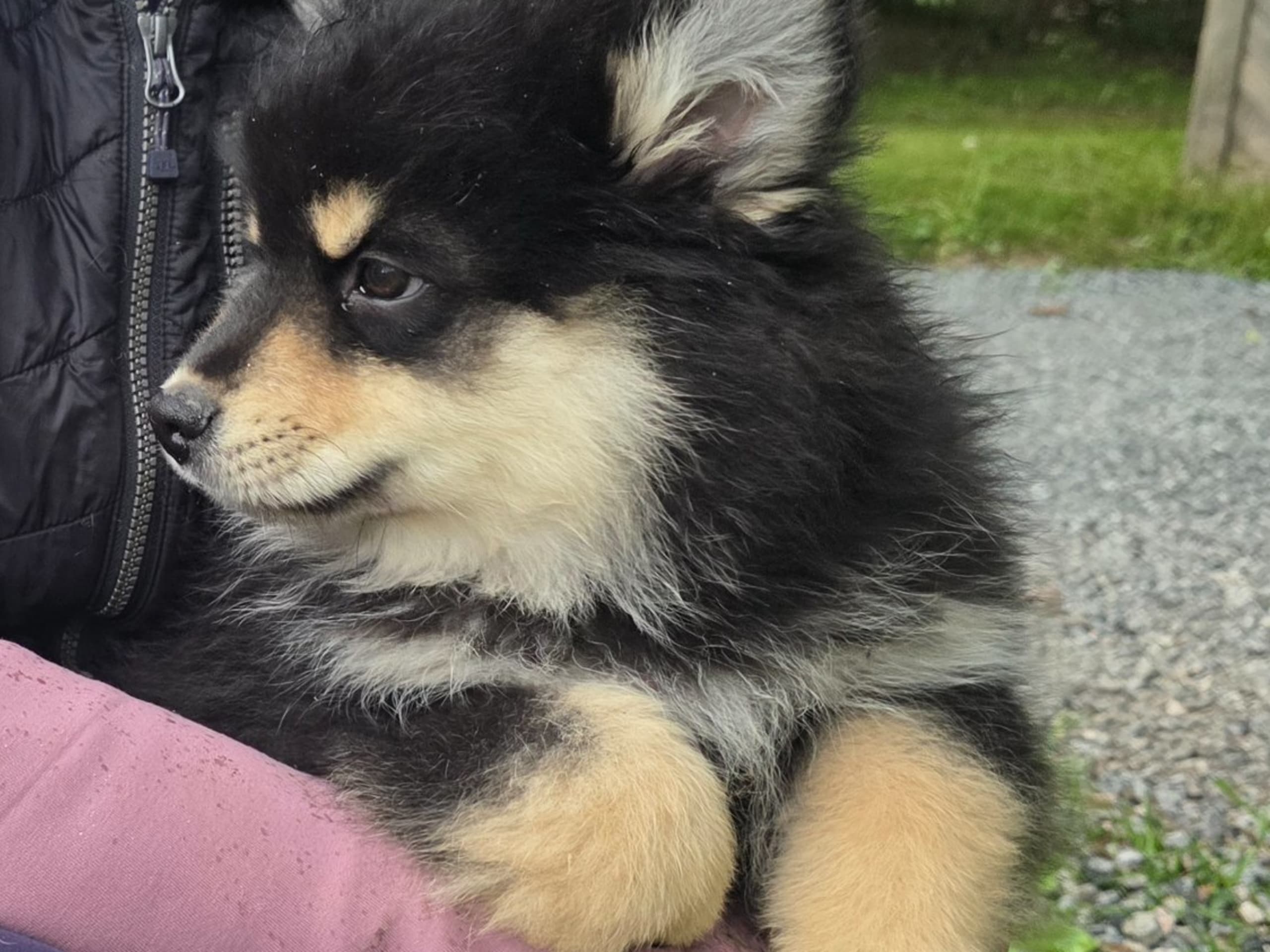 Finnish Lapphund · Kolsva · Brickebos