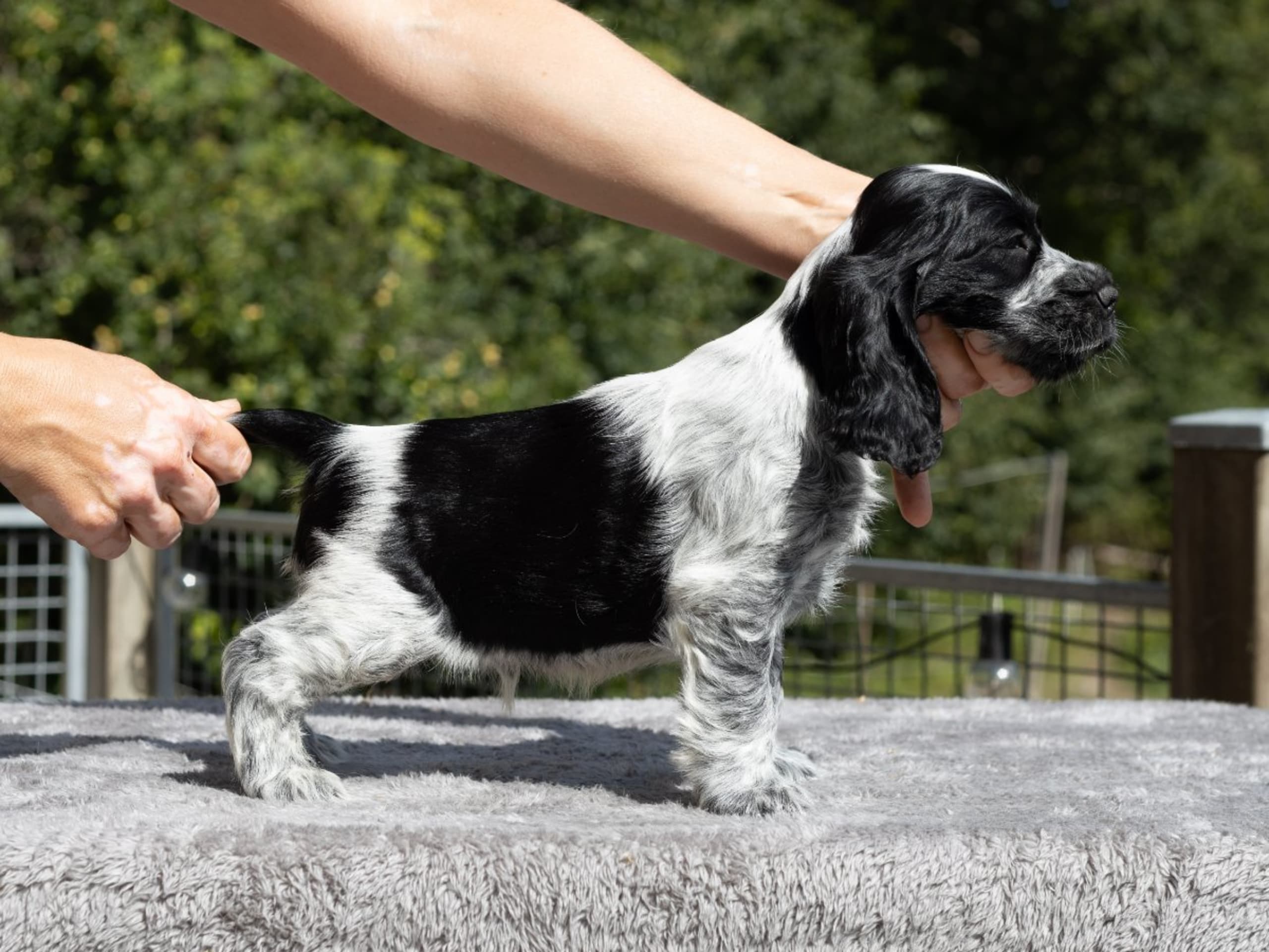 Cocker spaniel · Trollhättan · Perchwater