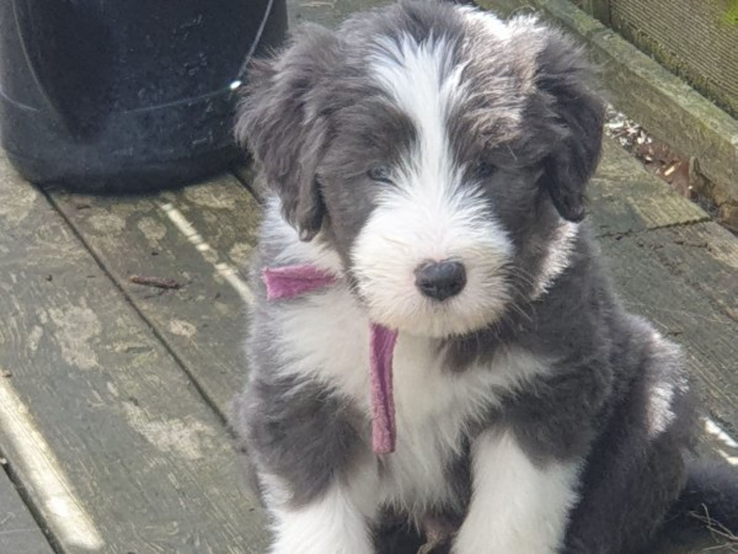 Bearded Collie · Åskloster · Kennel Happy Landing