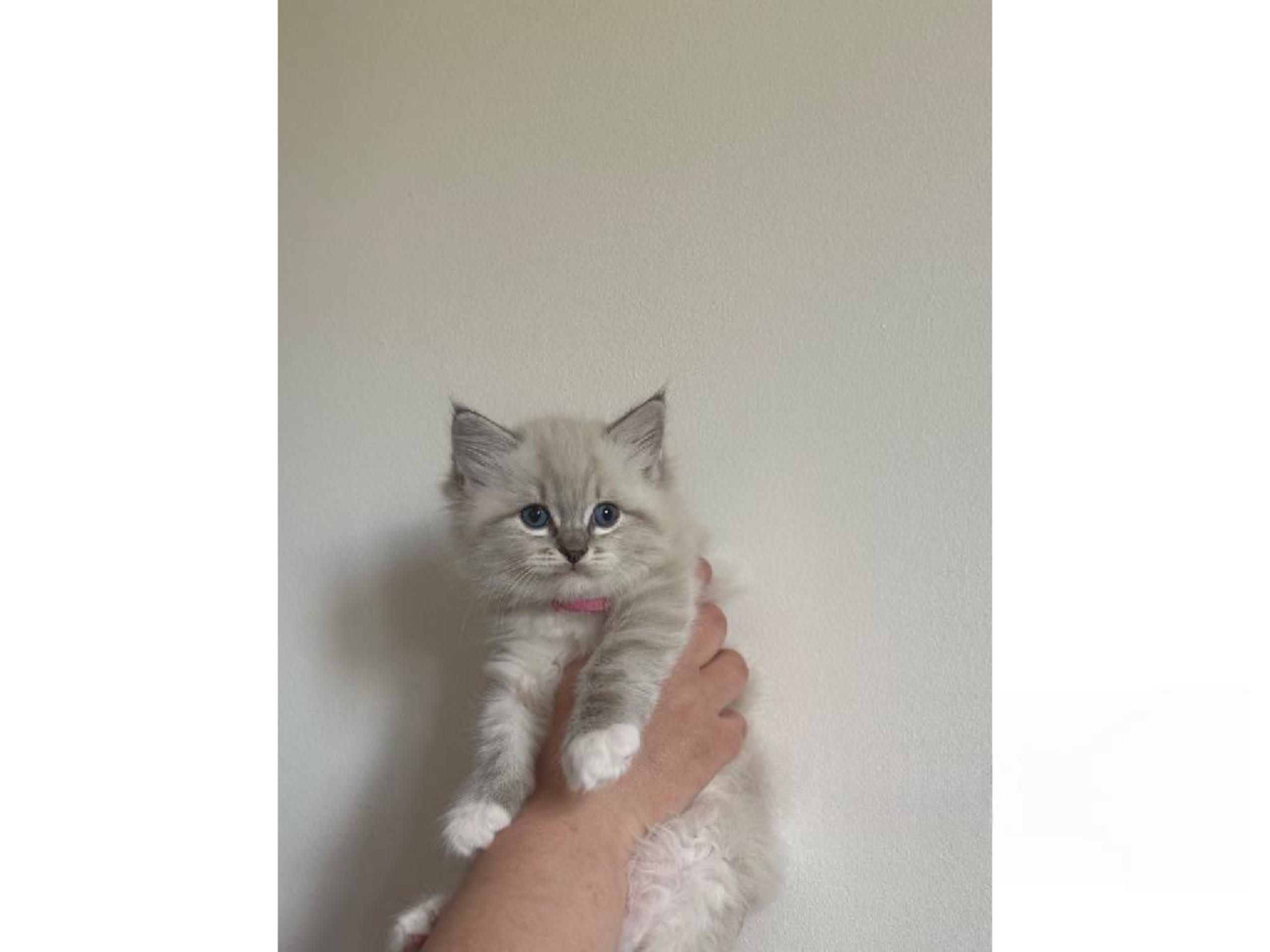 Ragdoll · Hörby · SE*Pillow Cats