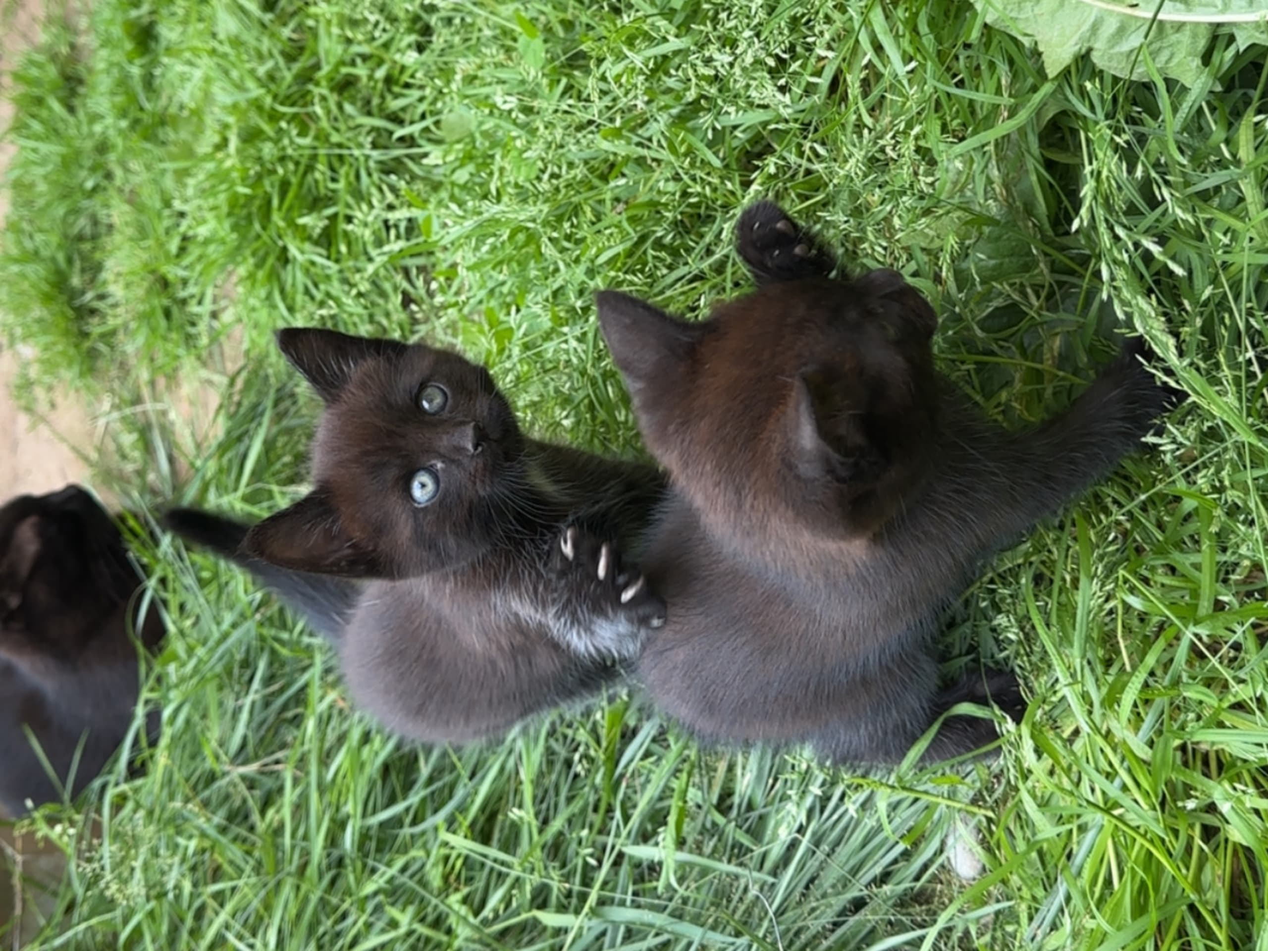 Ragdoll · Rävlanda · Karin B.
