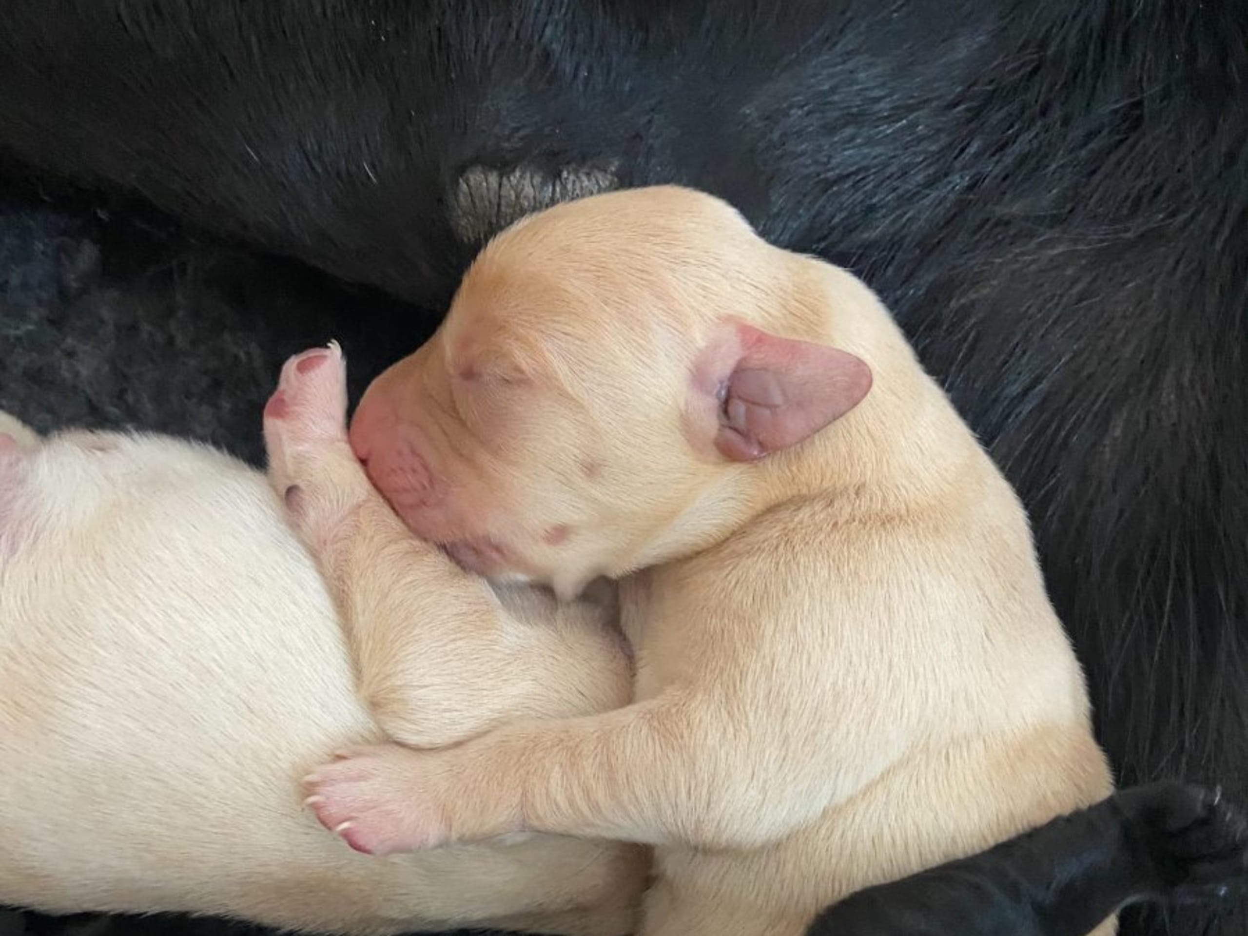 Labrador retriever · Knutby · Gamegainer