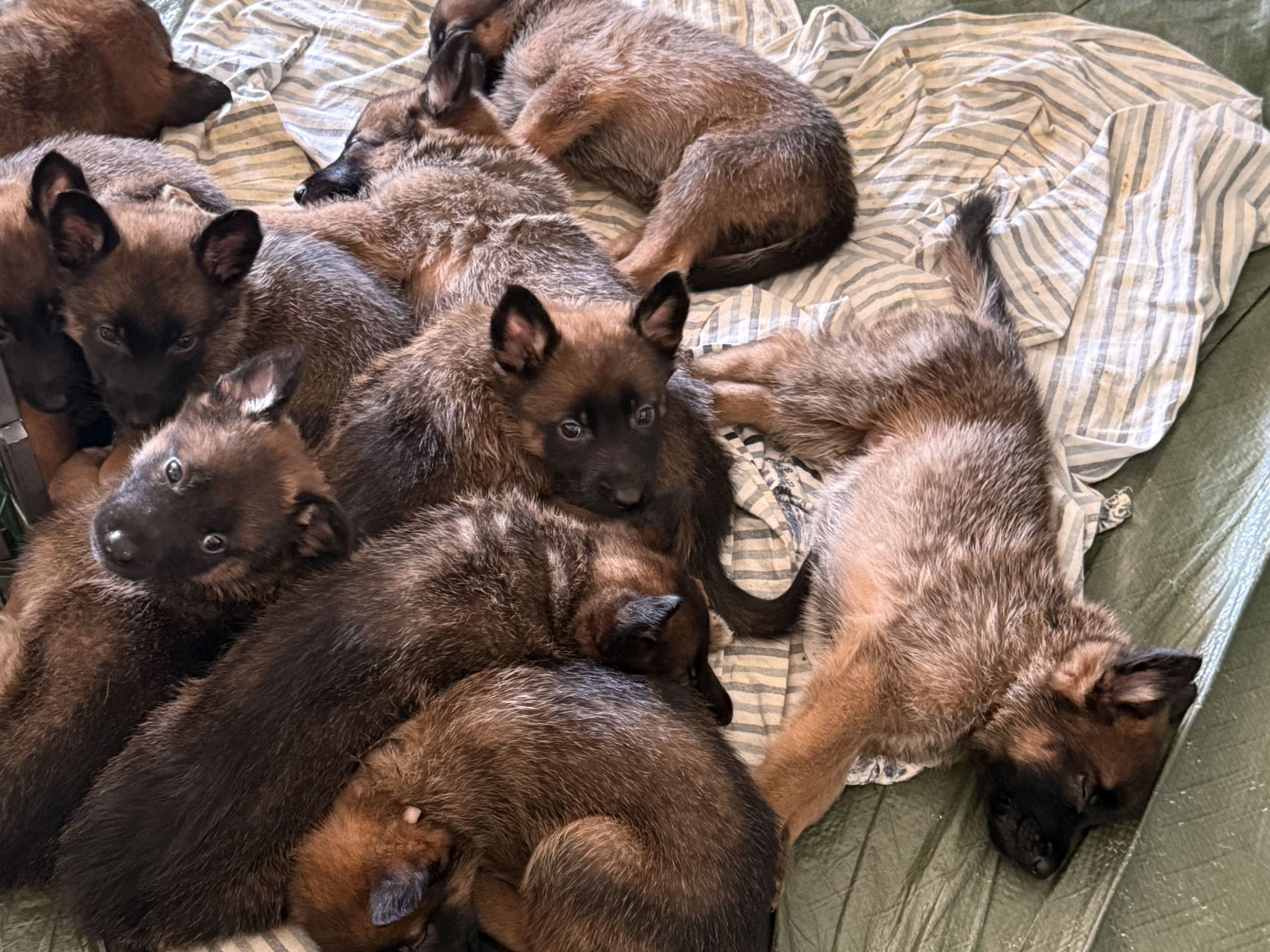 Belgisk hyrdehund – malinois · Adelsö · Elina T.