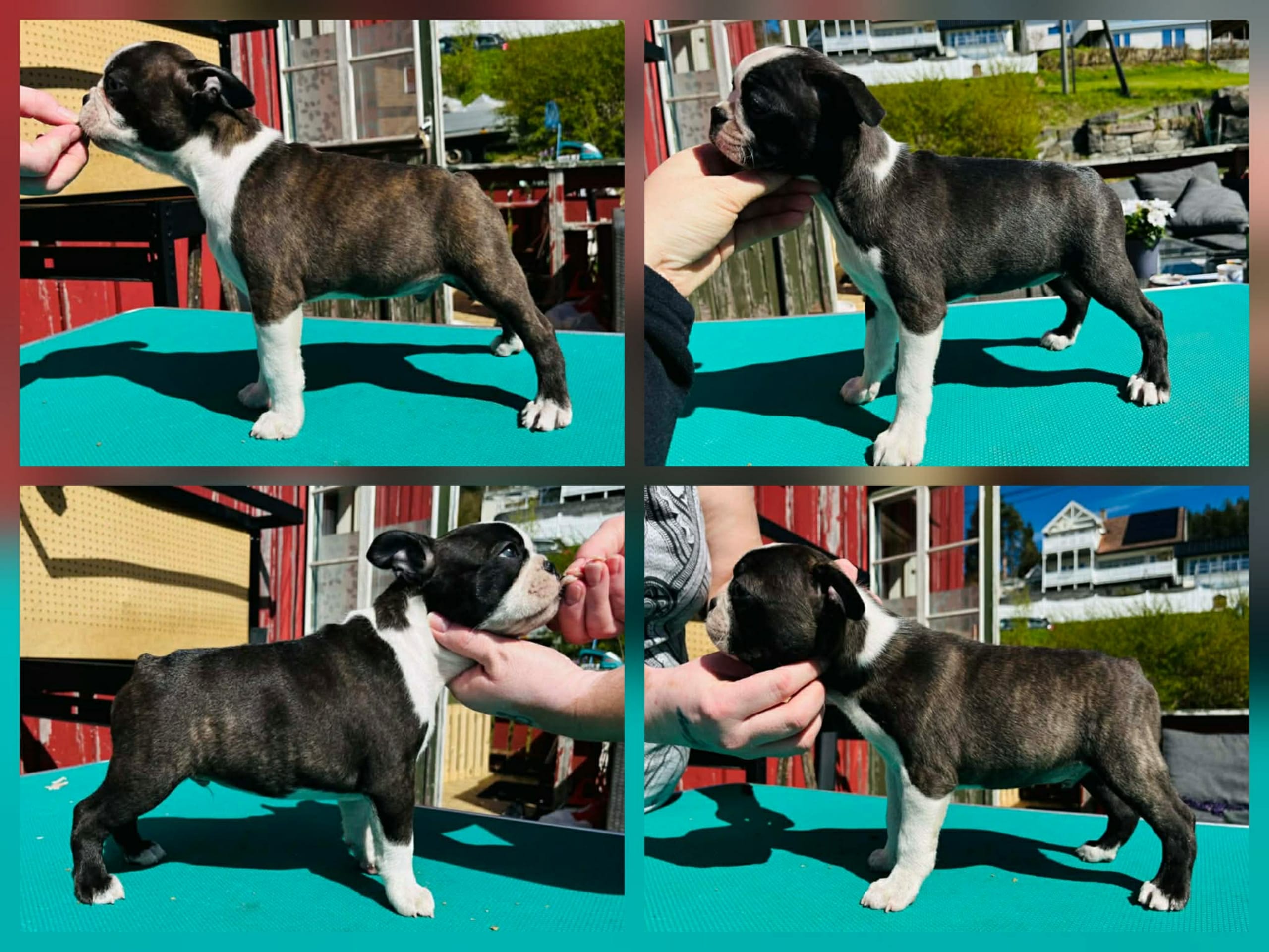 Bostonterrier · Porsgrunn · Cecilie K.