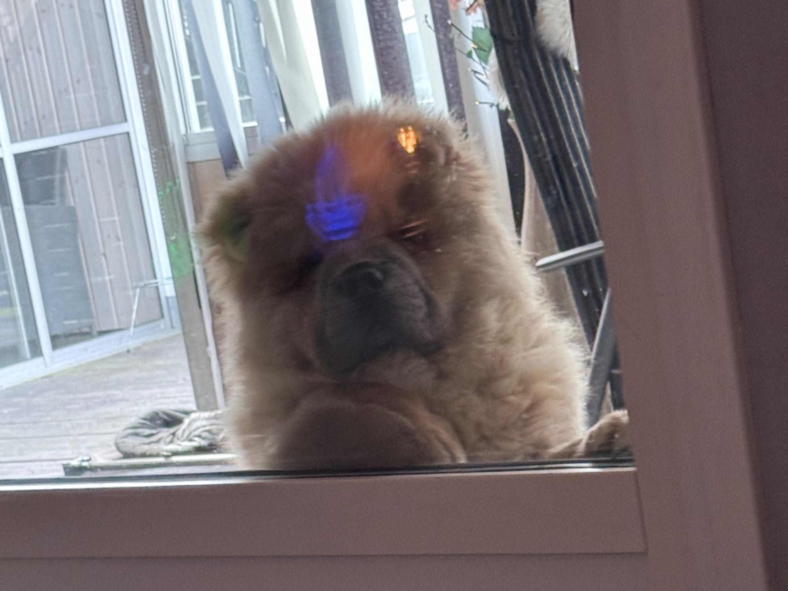 Chow Chow · Luleå · Mihjongs