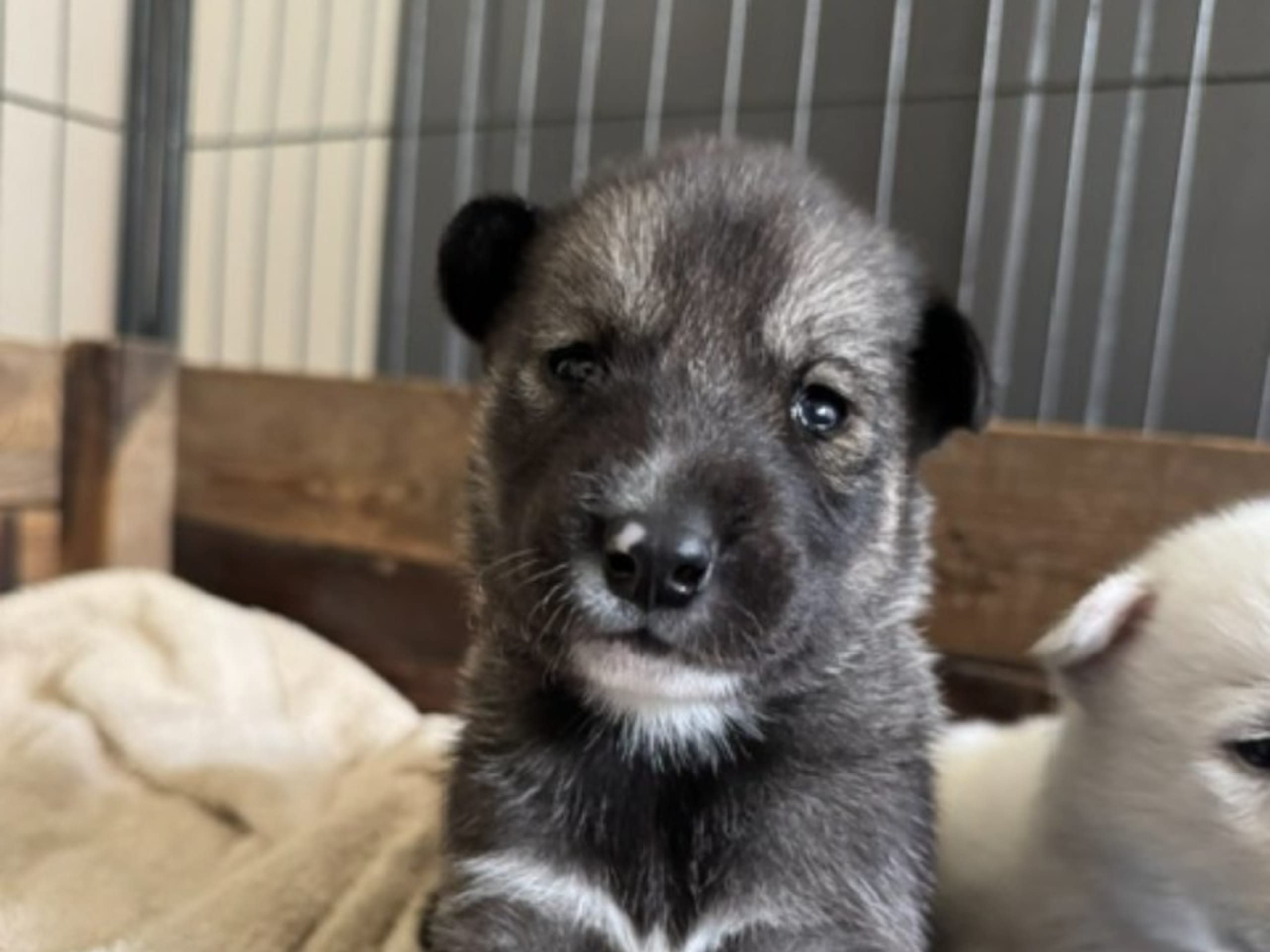 Siberian Husky · Sågmyra · Måsek's