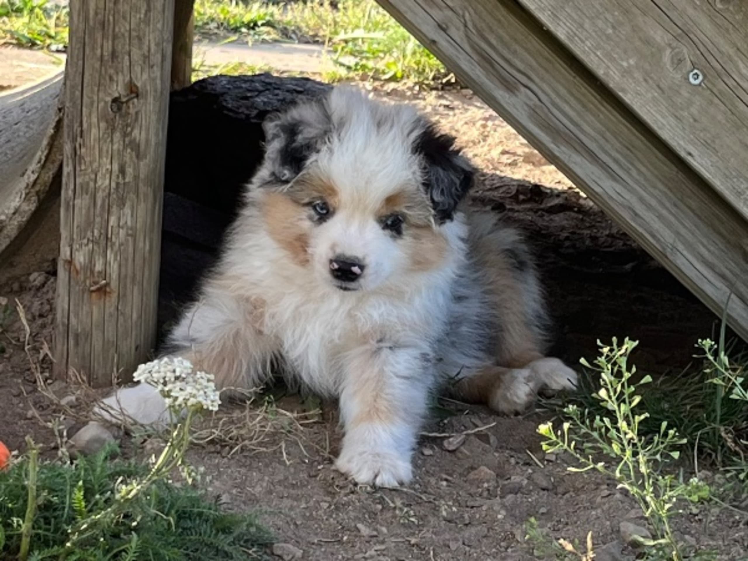 Miniature American Shepherd · Brösarp · Semlans