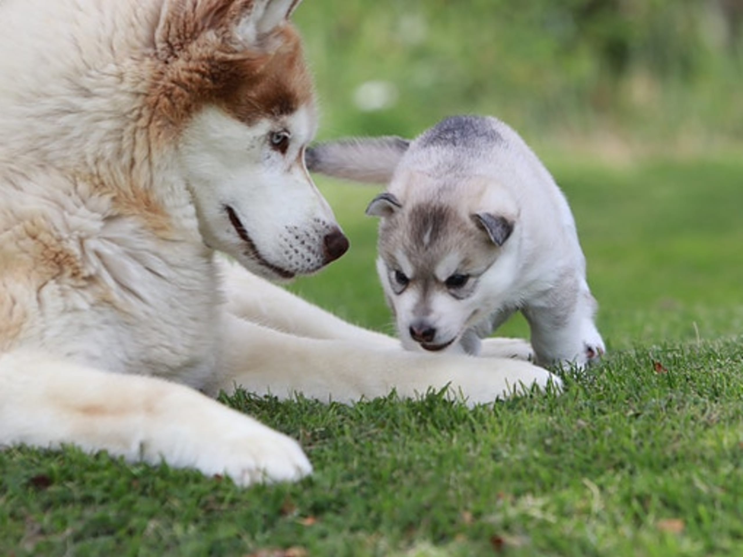 Siberian husky · Sørskogbygda · Joanna Krystyna Ratajczak