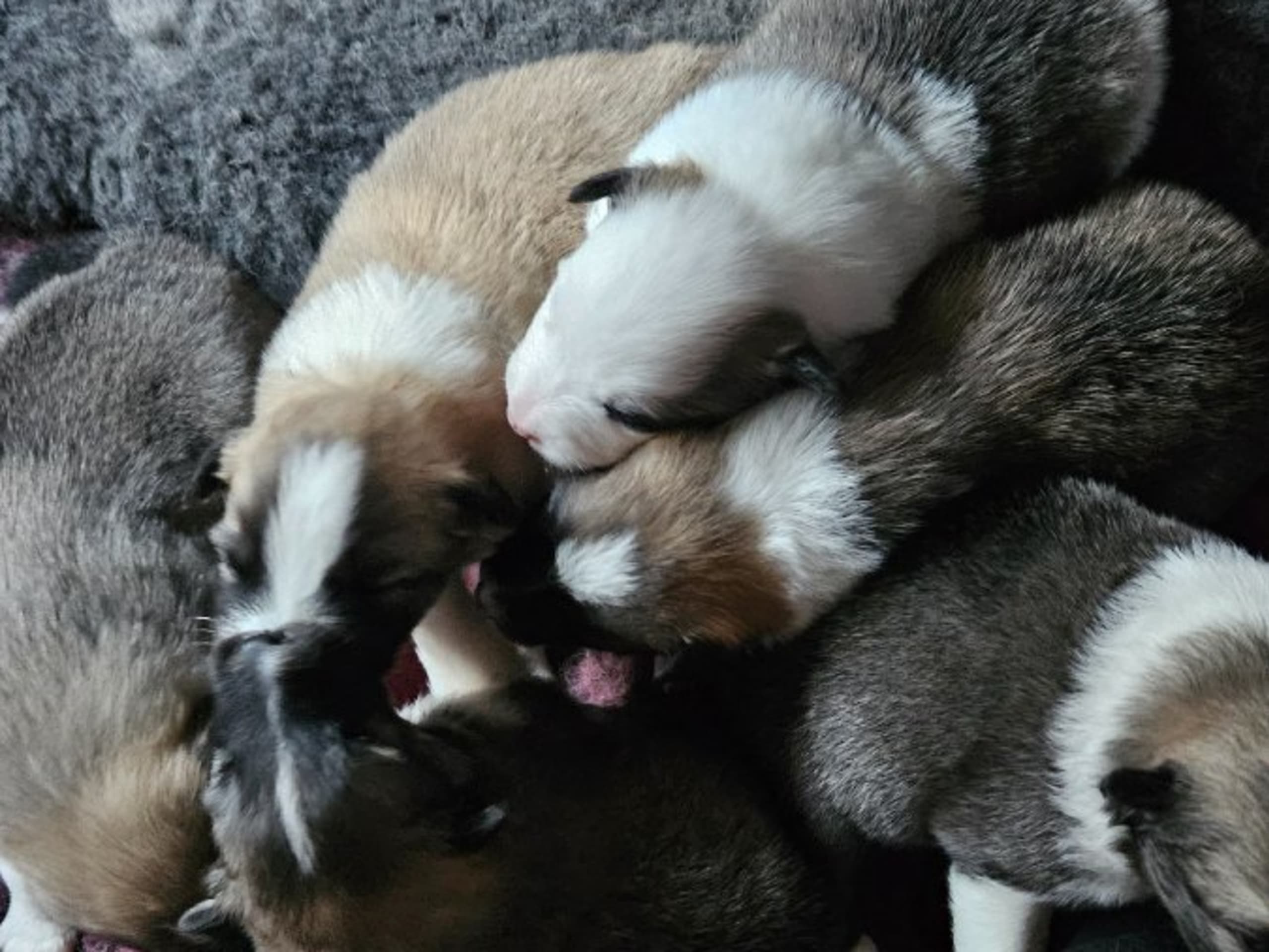 Icelandic Sheepdog · Grillby · Team Marmic Dreams
