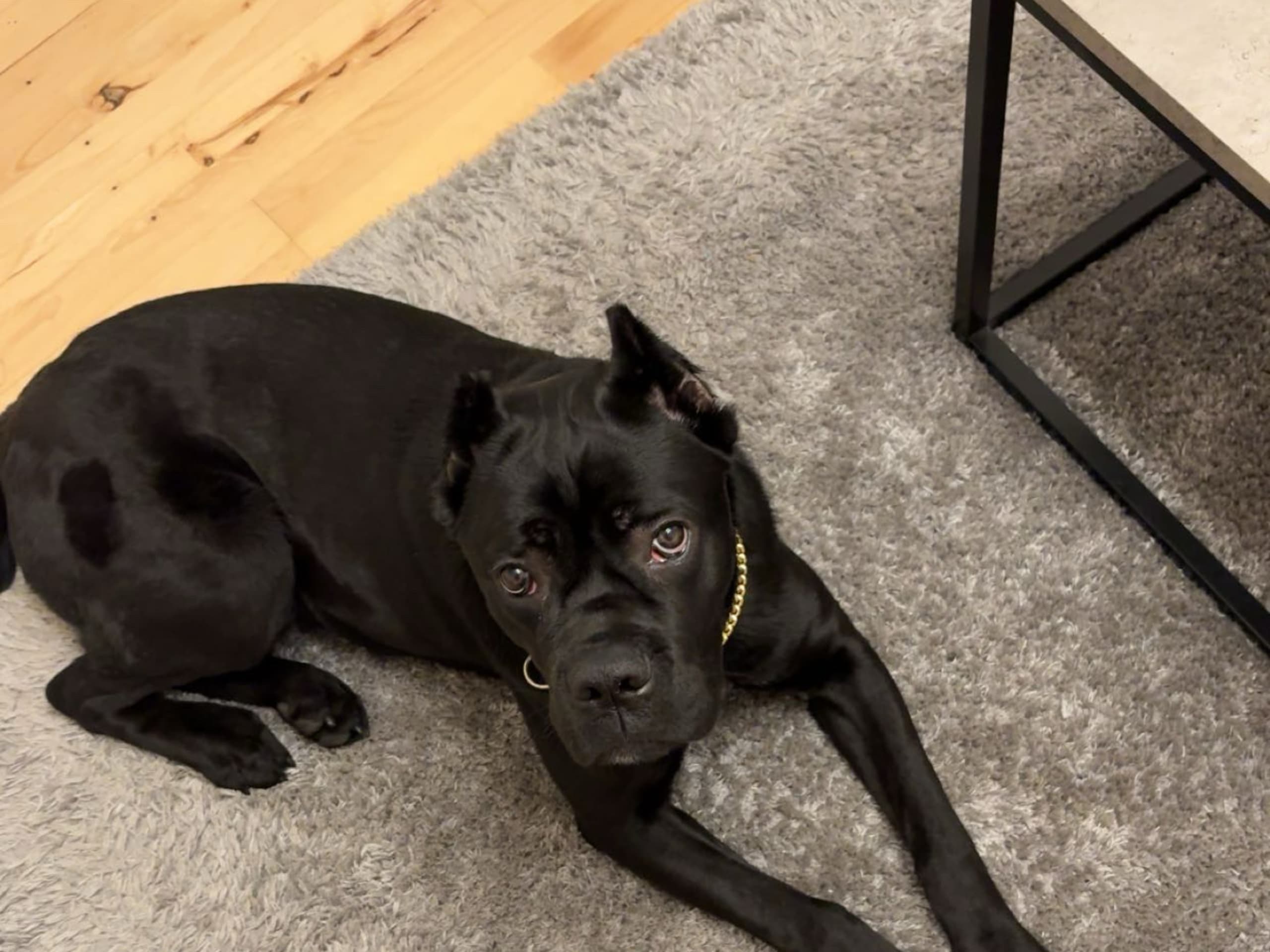 Cane corso · Aalborg · Kasper A.