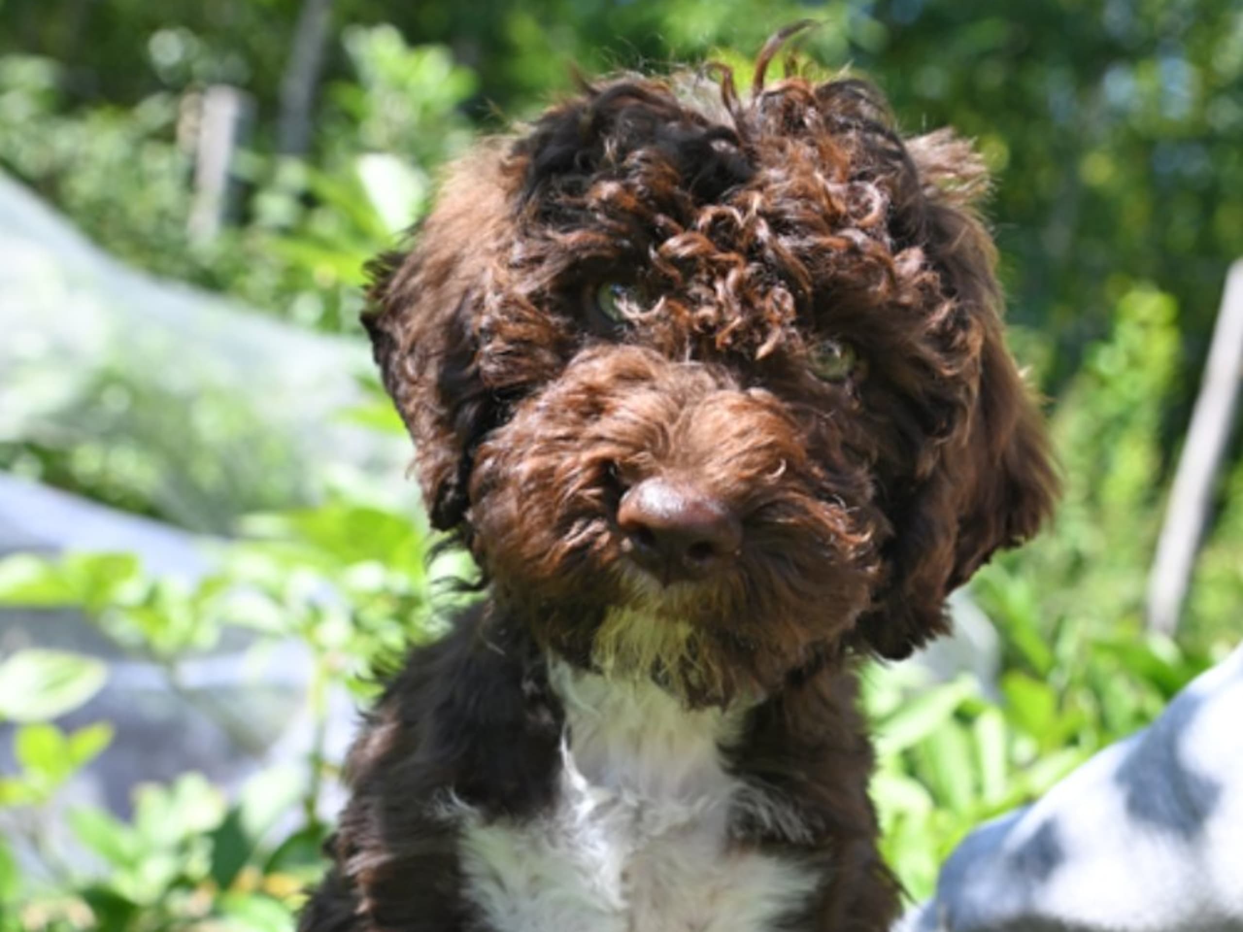 Lagotto romagnolo · Gullspång · Hesiodos