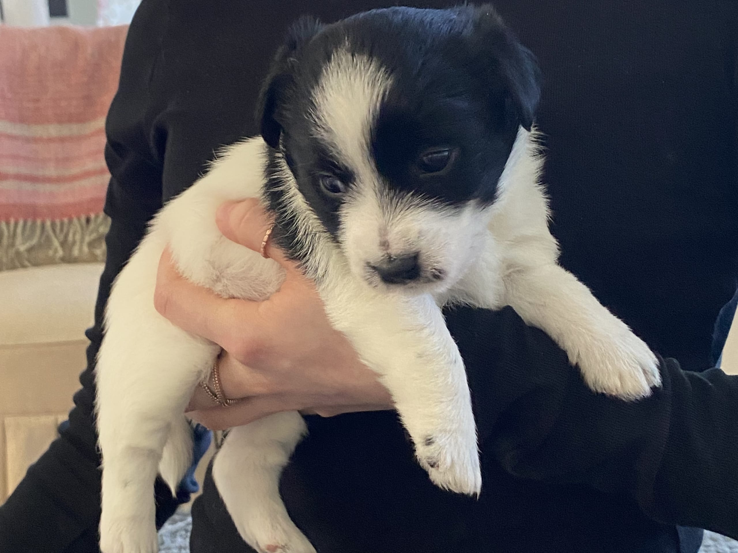 Jack Russell terrier