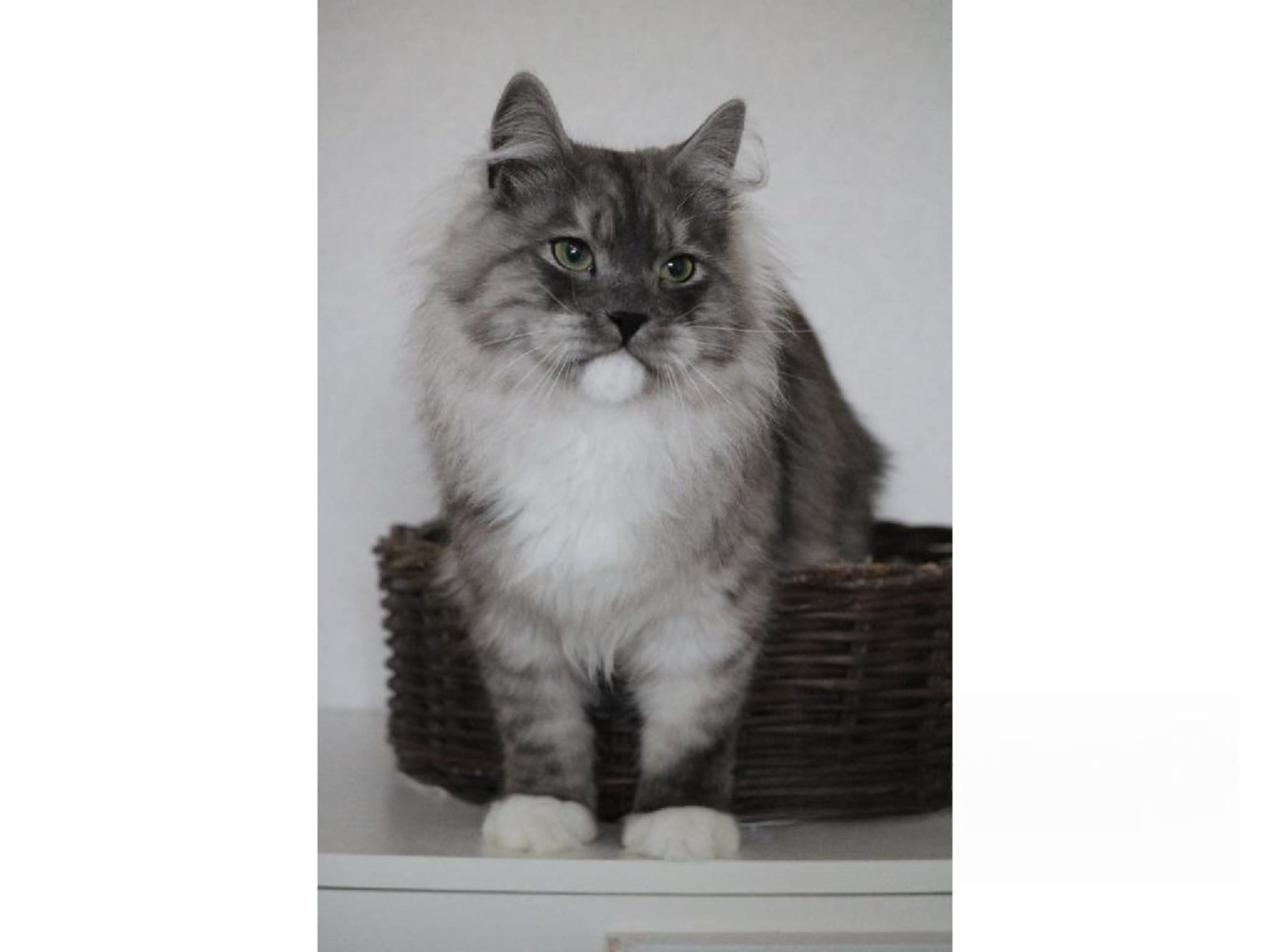 Sibirisk kat · Forsa · S*Vänorten's
