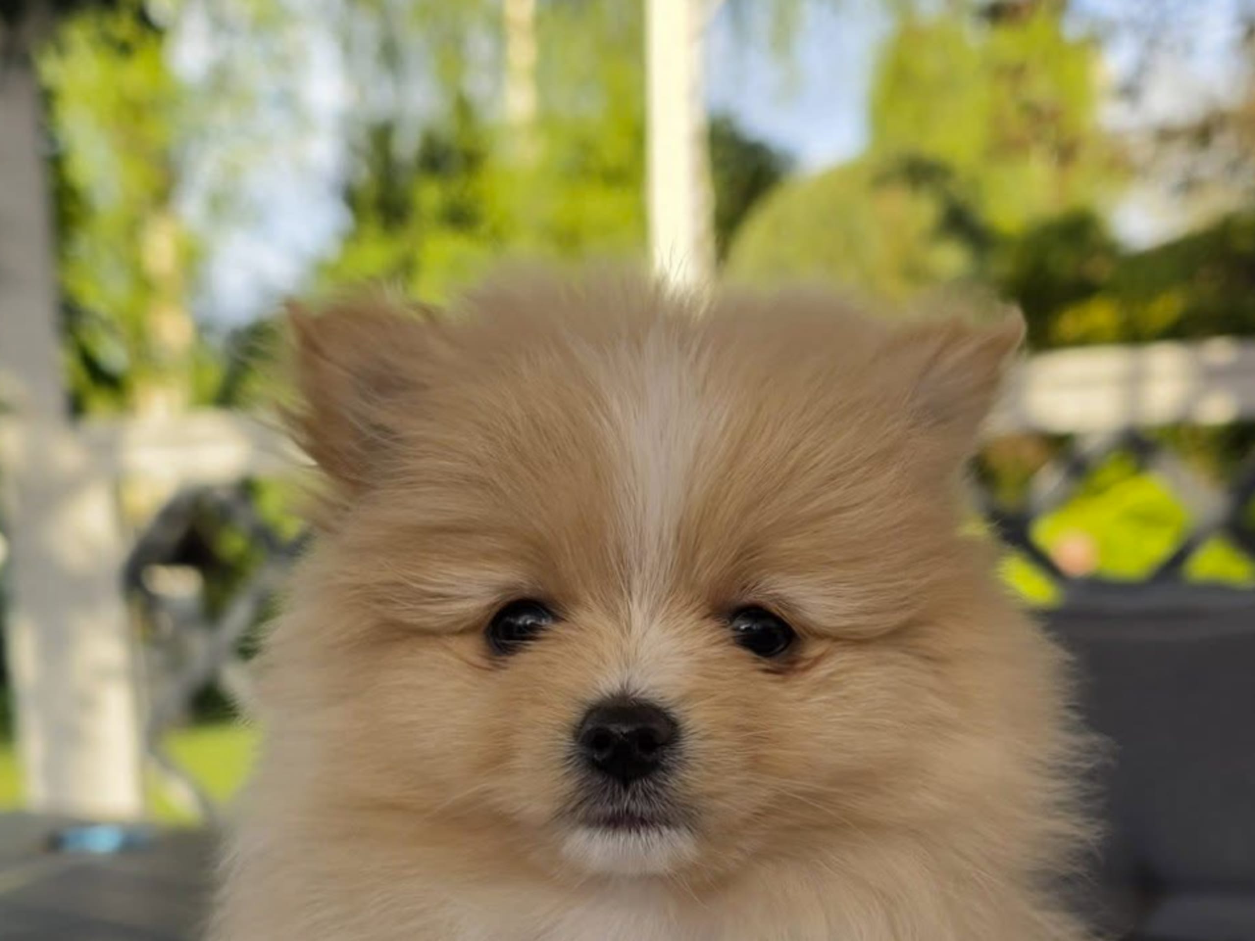 Pomeranian
