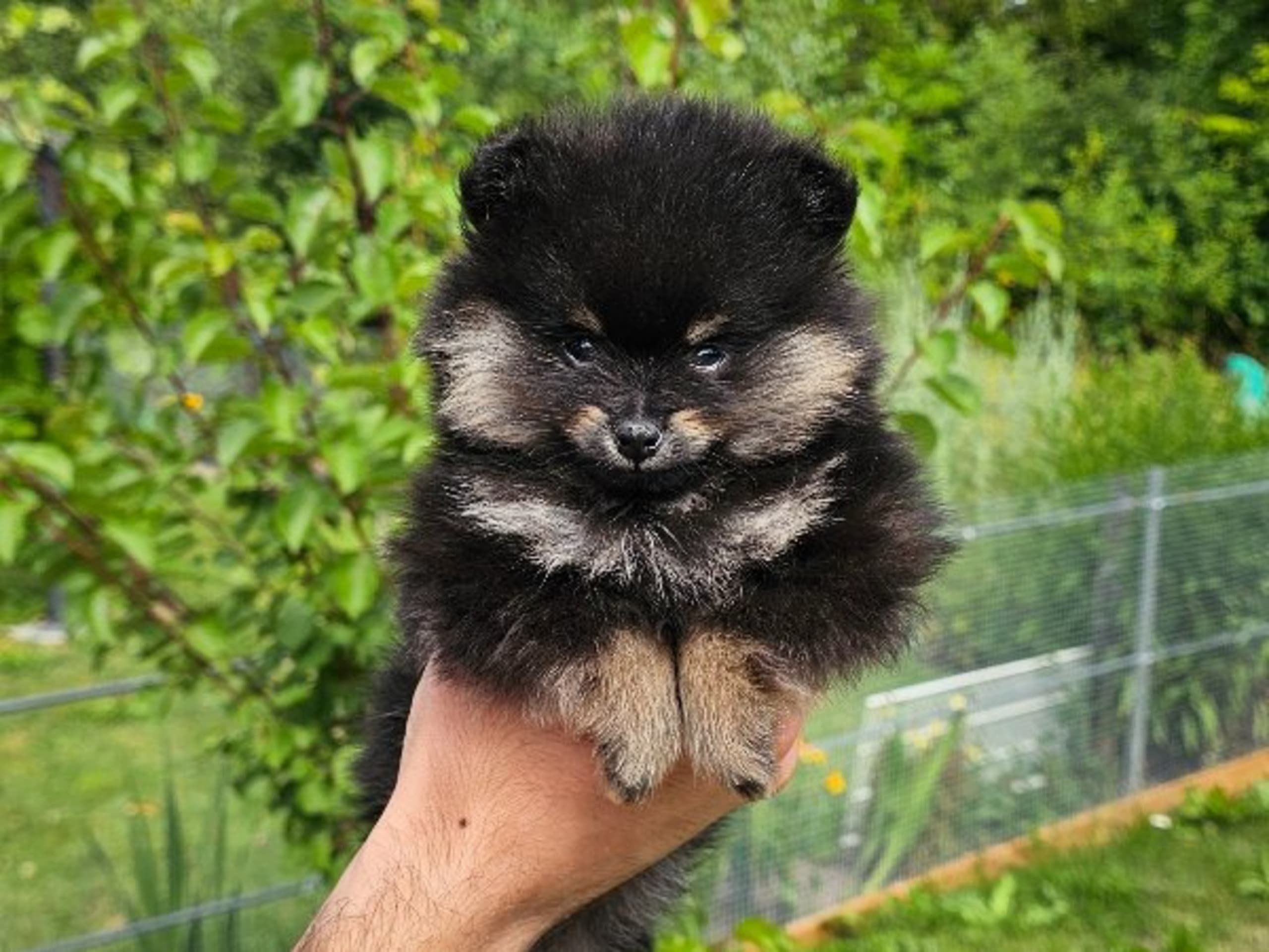 Pomeranian · Enköping · Pomsik Rakaaig