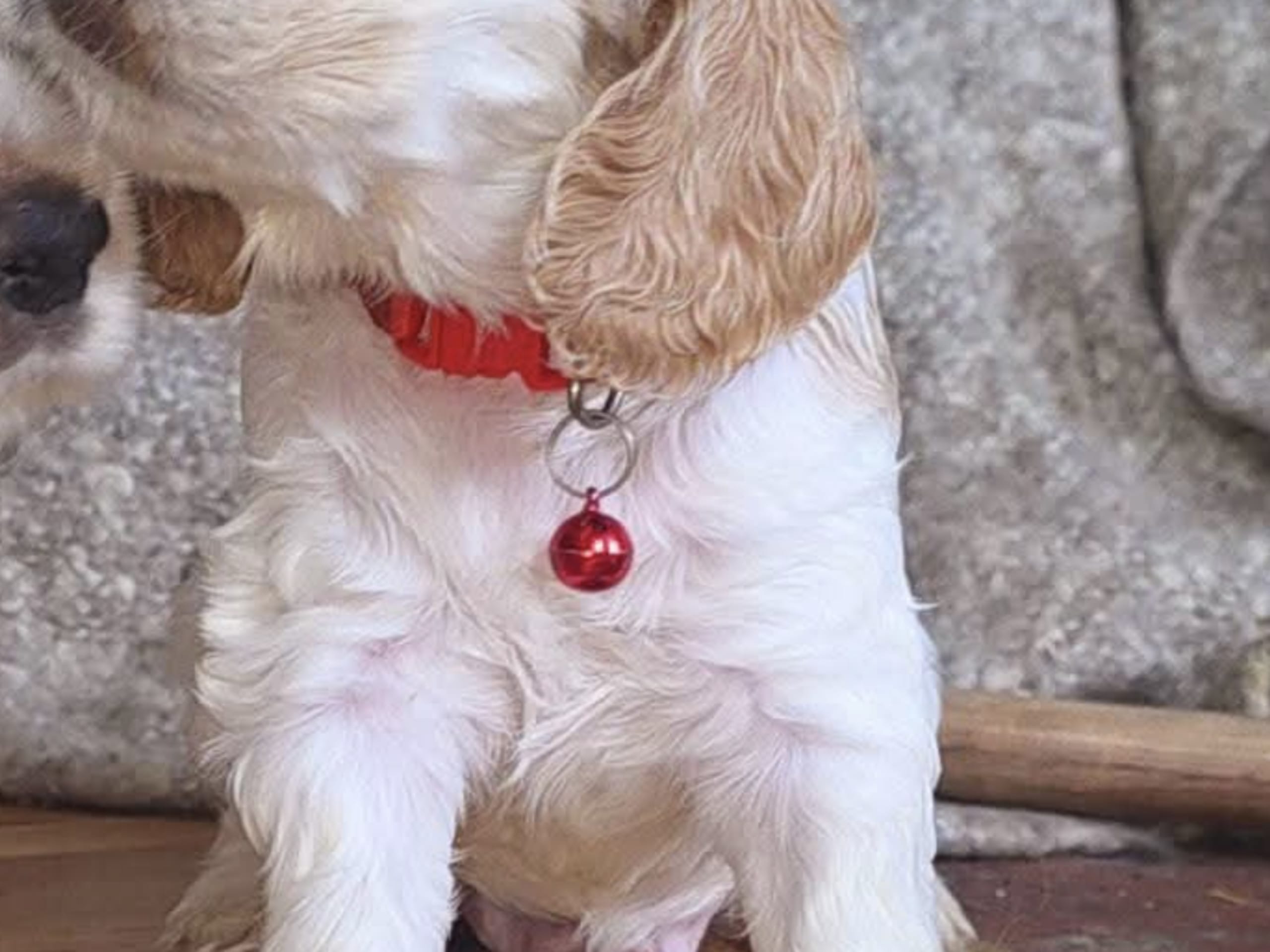 Cocker Spaniel · Södertälje · Savanah B.