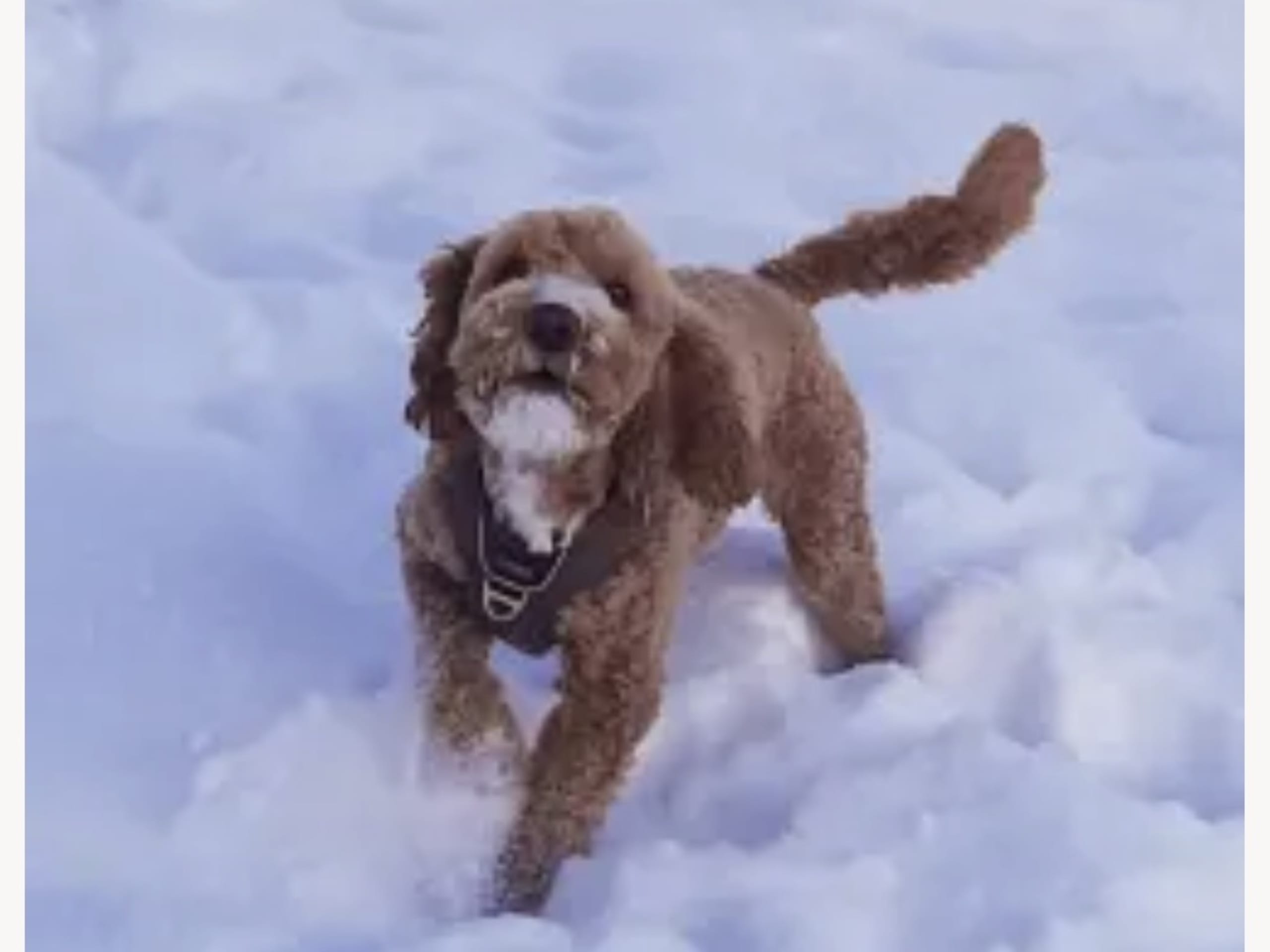 Labradoodle · Bjuråker · Lundatorpet