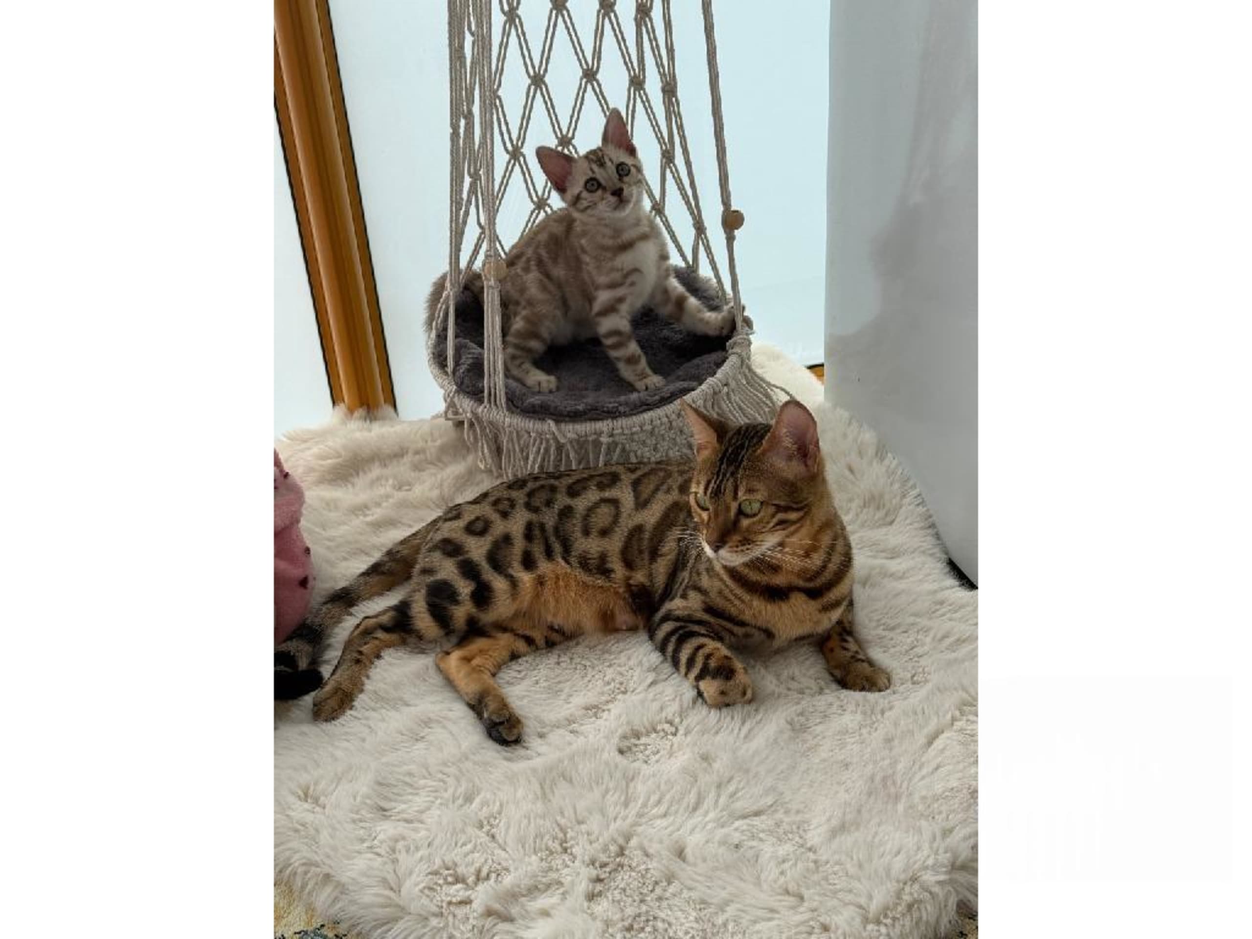 Bengal · Malmö · SE*Nancy&Lilly