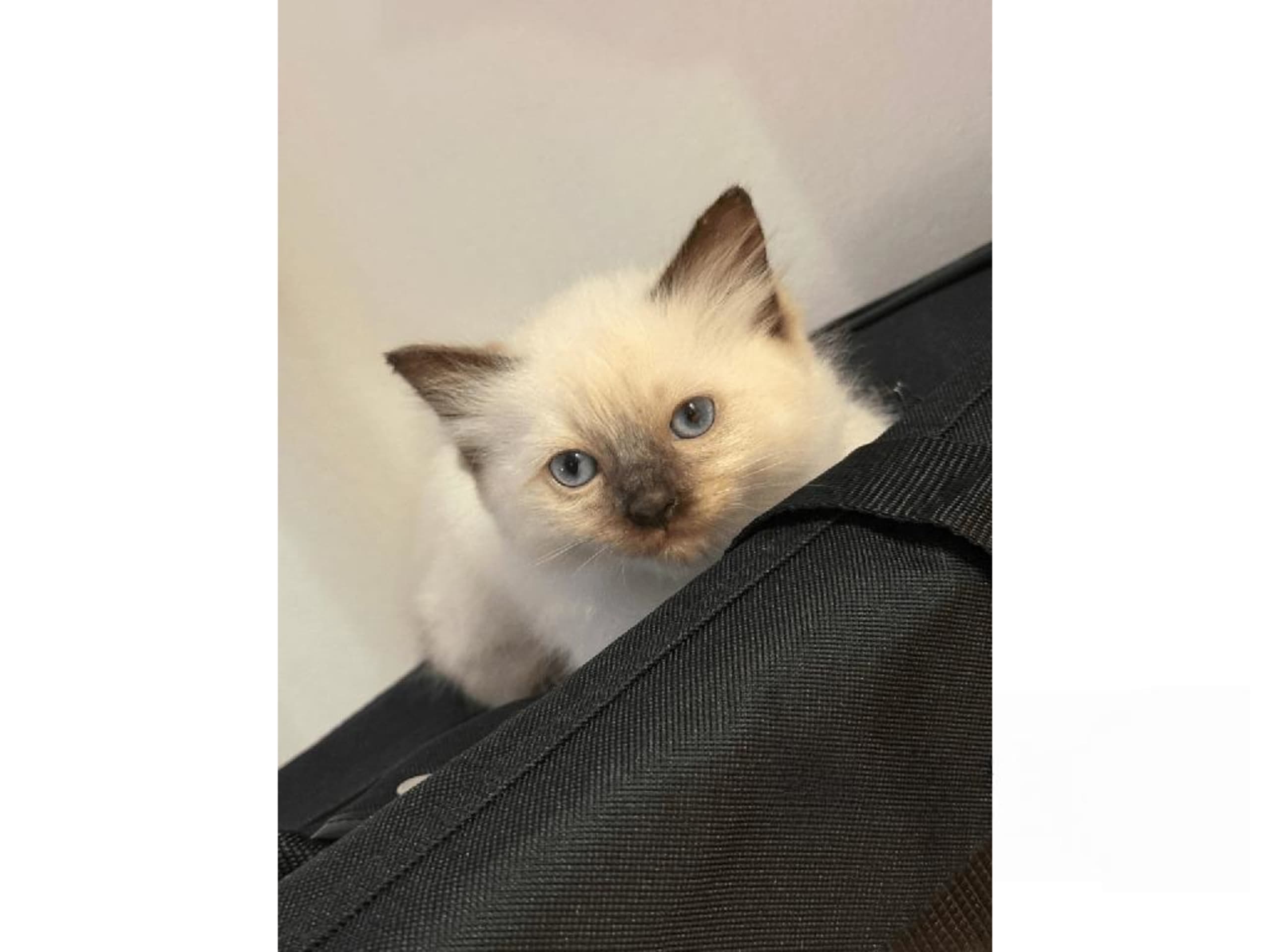 Ragdoll · Johanneshov · SE*LillaGumman's
