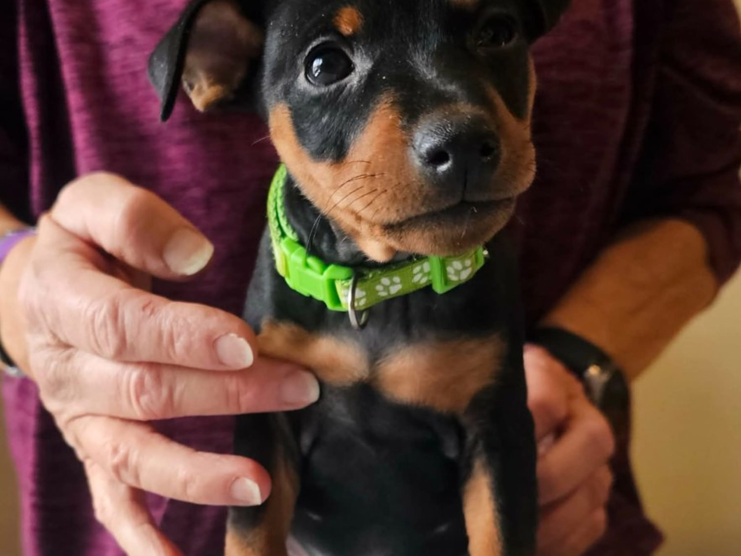Miniature Pinscher · Linköping · Love Cox's