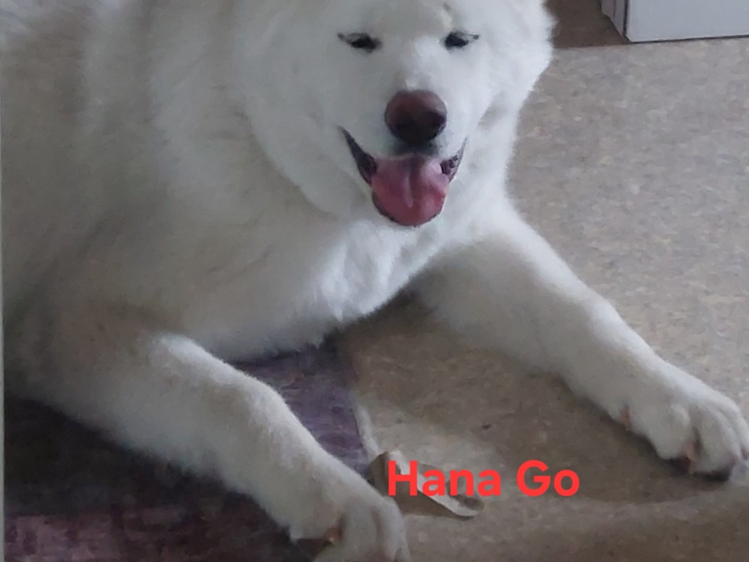 Akita · Dorotea · Krayon's kennel