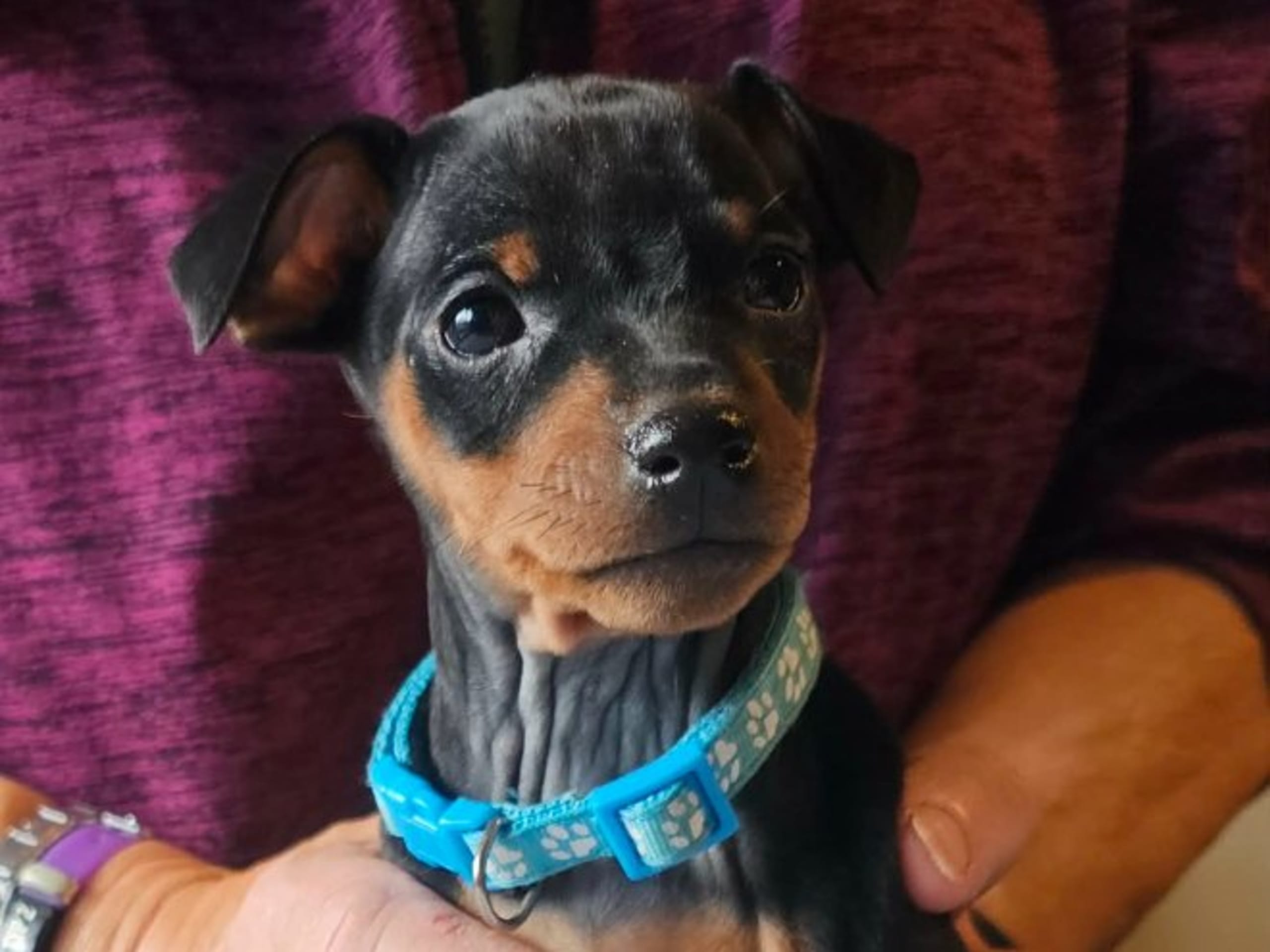 Miniature Pinscher · Linköping · Love Cox's