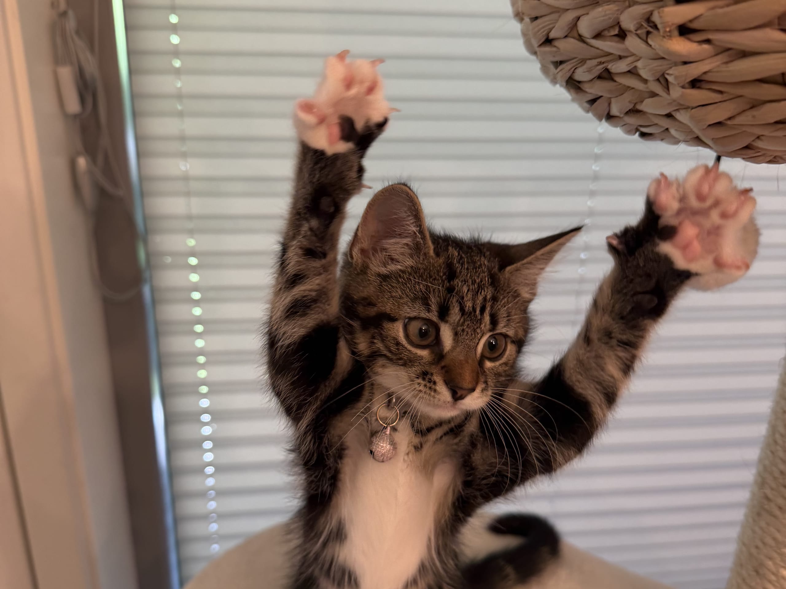 Norwegian Forest · Oslo · Anette N.