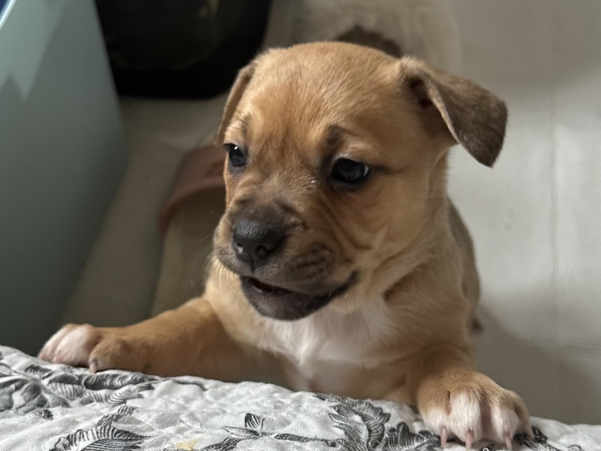 Fransk bulldog och Australiensisk Sheperd · Karlstad · Mia A.