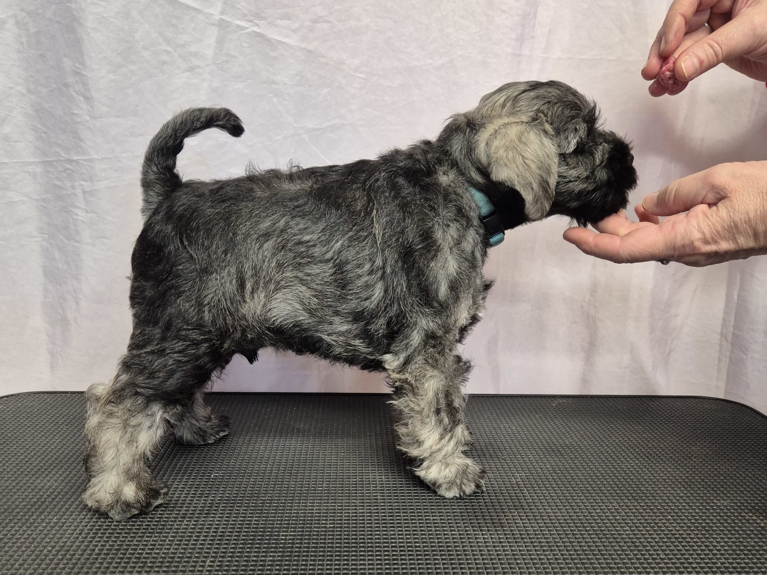 Dværgschnauzer
