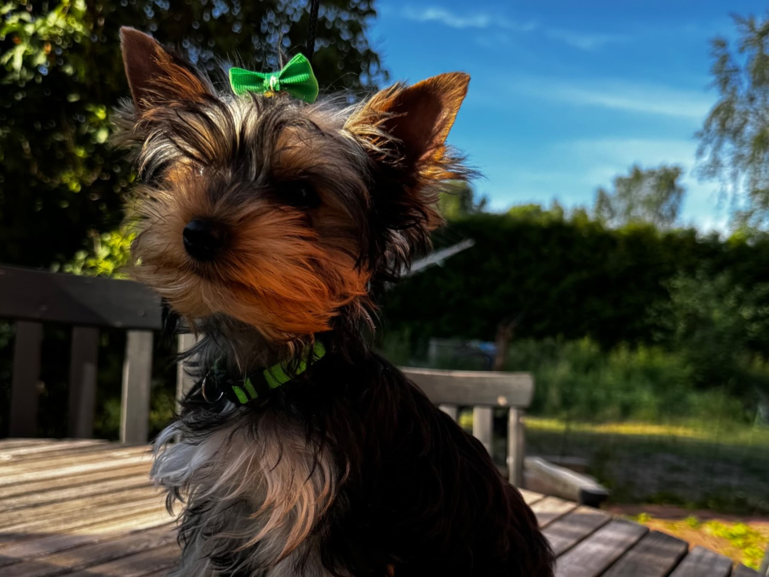 Yorkshire terrier · örebro · Augusta Star’s
