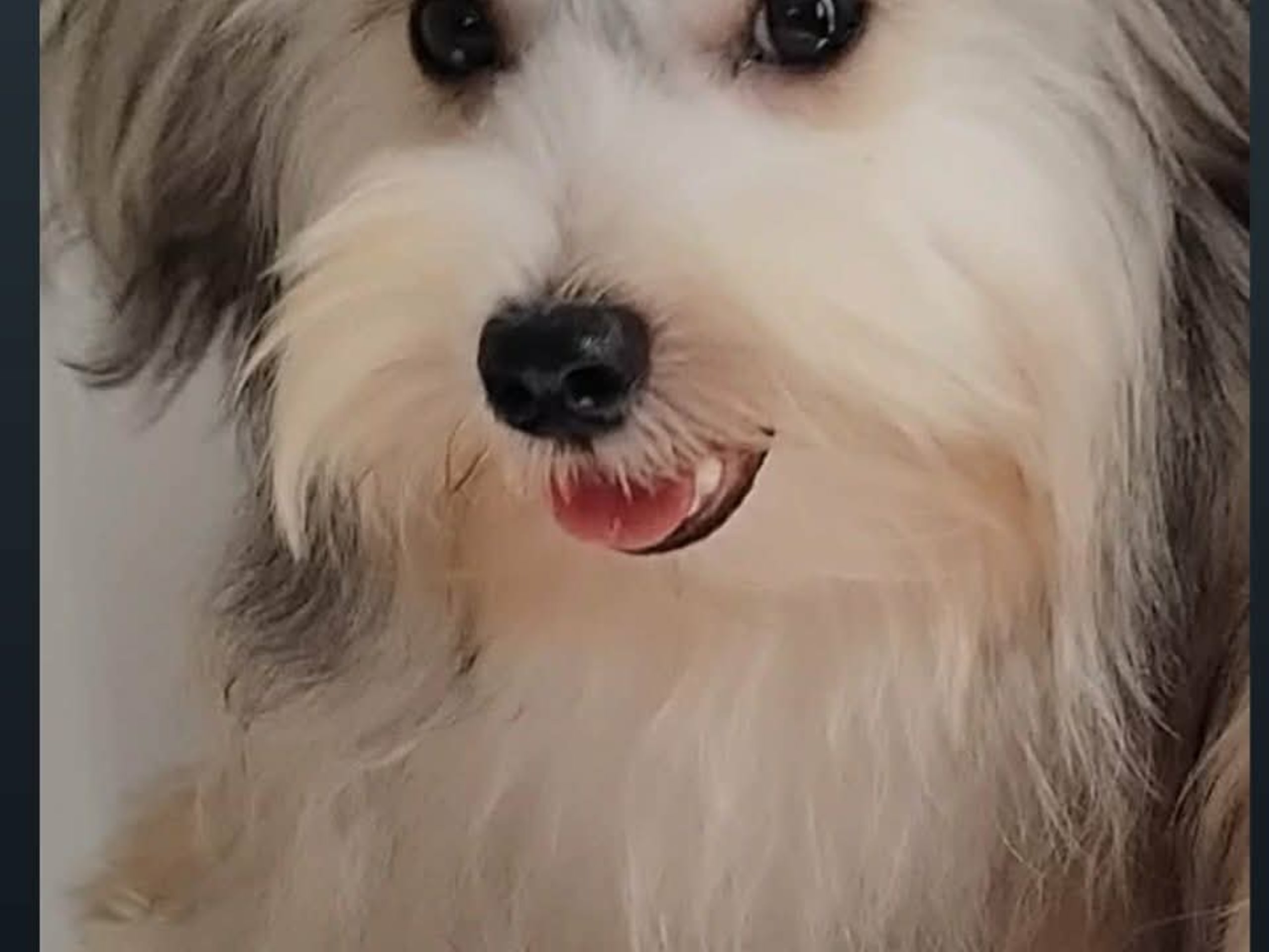 Maltipoo · Linköping · David K.