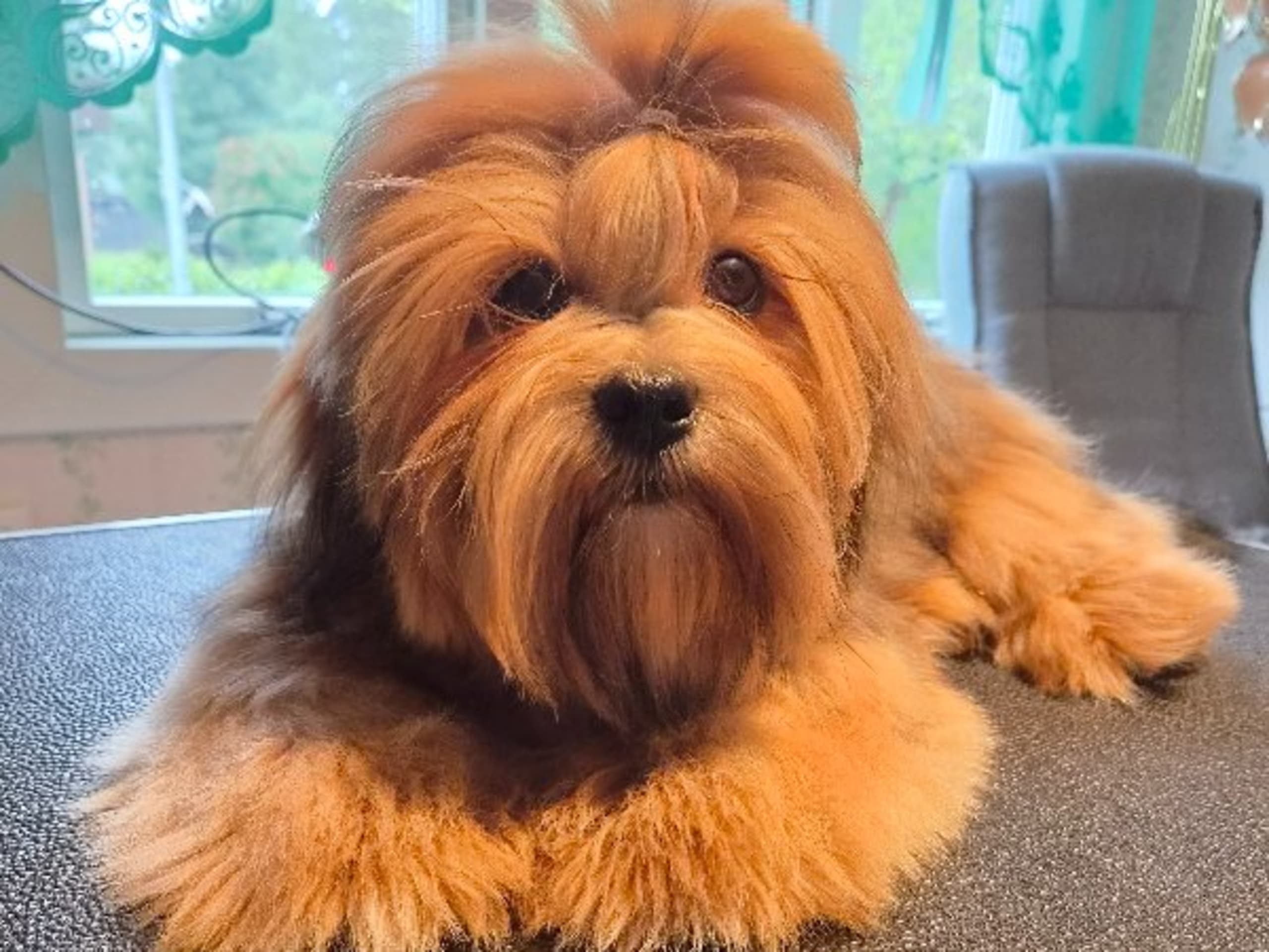 Lhasa apso · Hjältevad · Ginjeski's