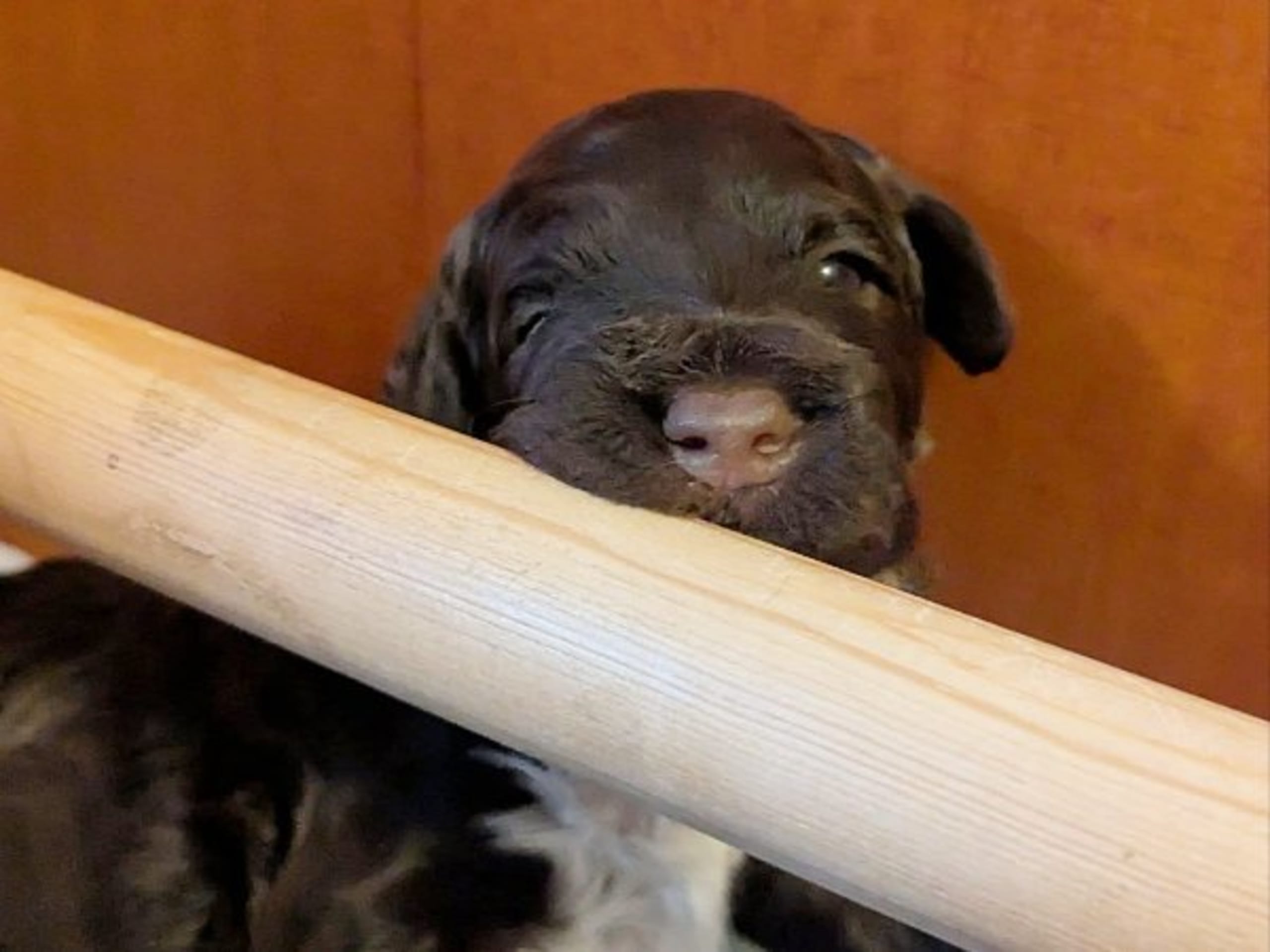 Portugisisk vattenhund · Kristinehamn · Tres Anjos
