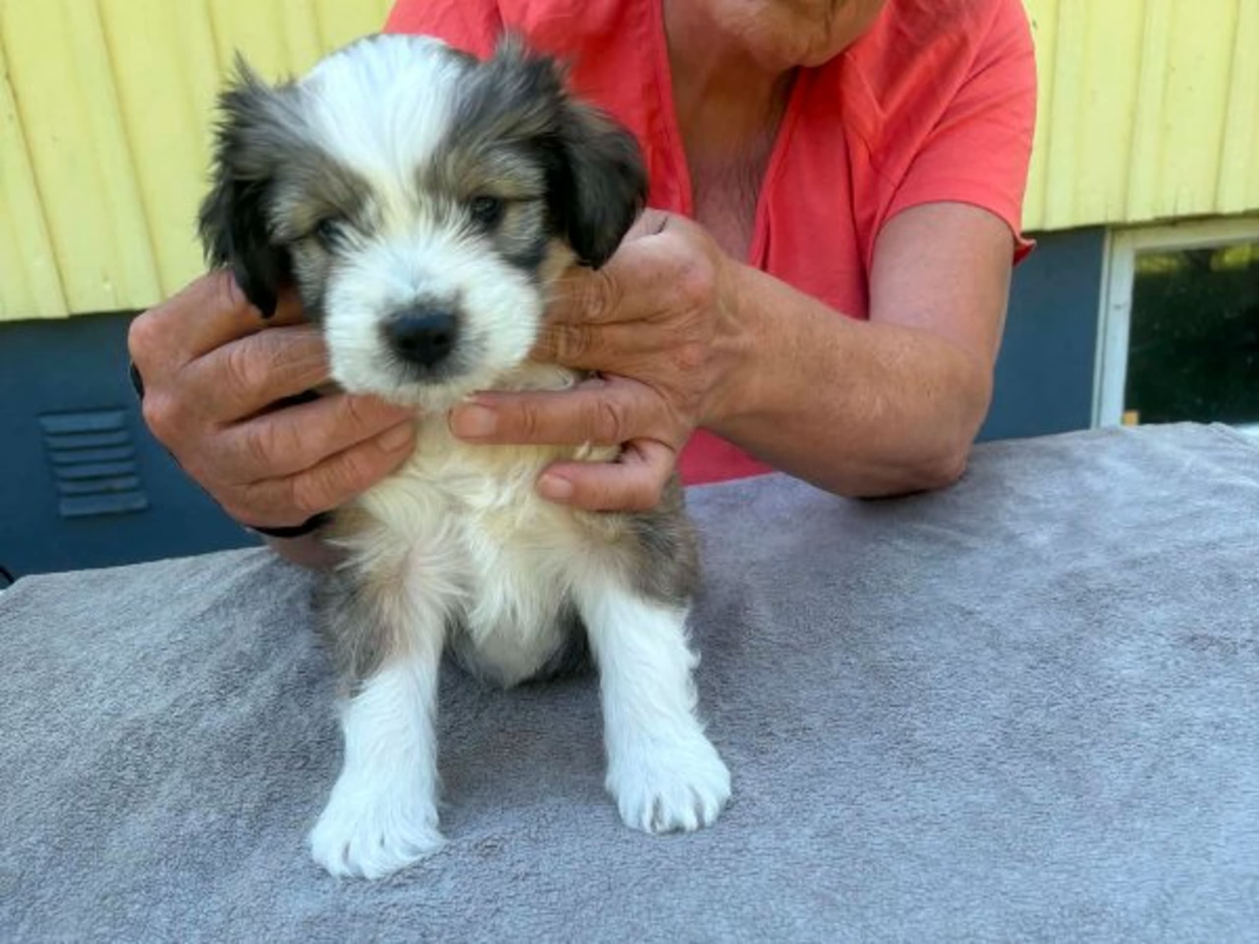 Tibetansk terrier · Ydre · Zelandonis