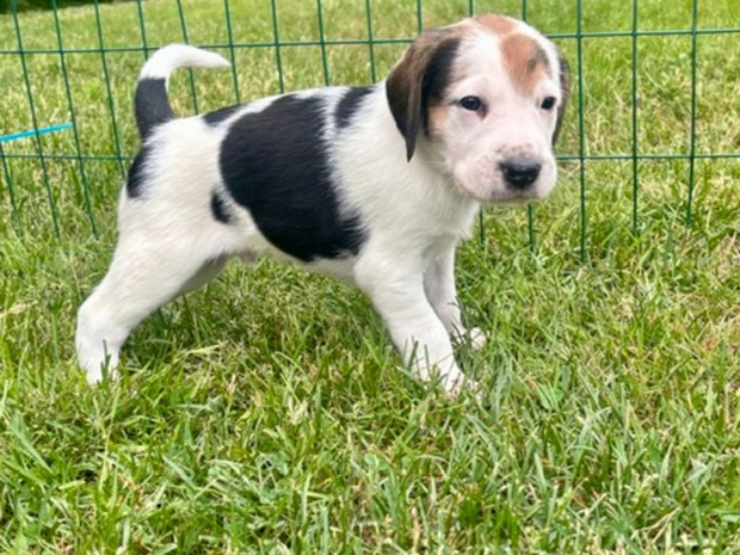 American Foxhound · Boxholm · Boxholmsjägarens