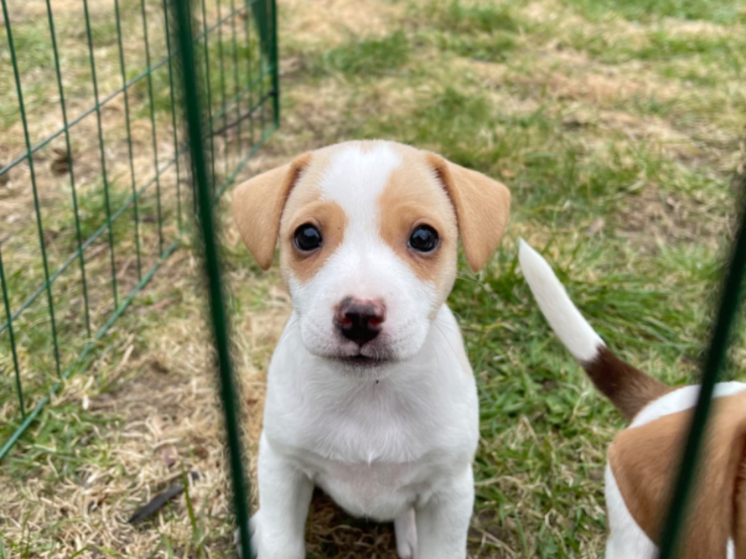 Danish Swedish Farmdog · Revinge · Freja Levin