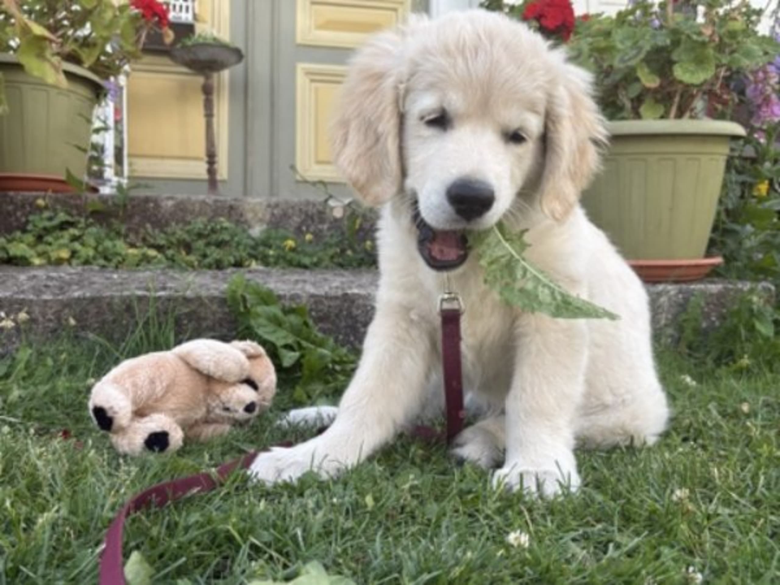 Golden Retriever · Blomstermåla · Guld-Fias